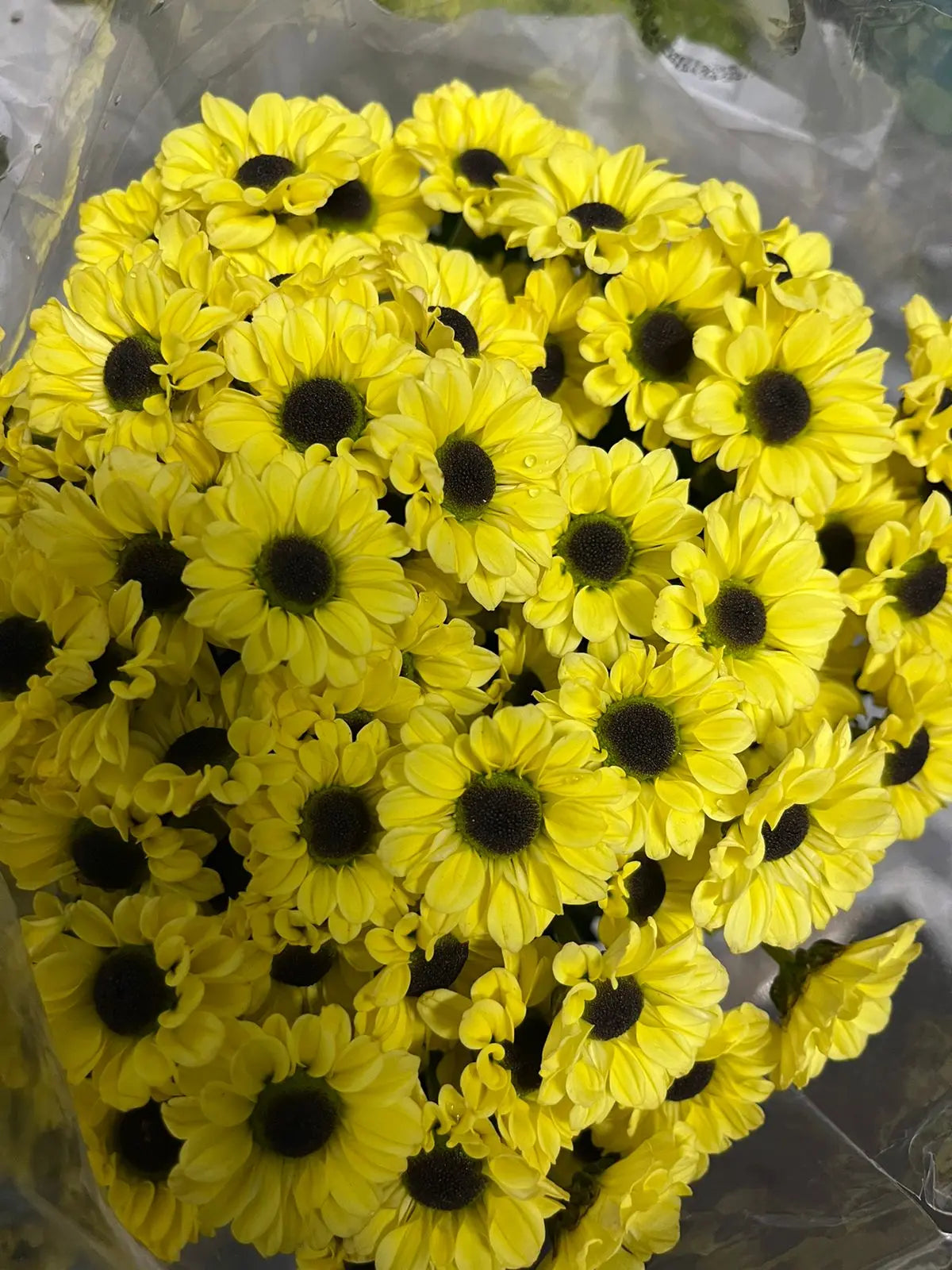 Button Chrysanthemum 1magnolialane