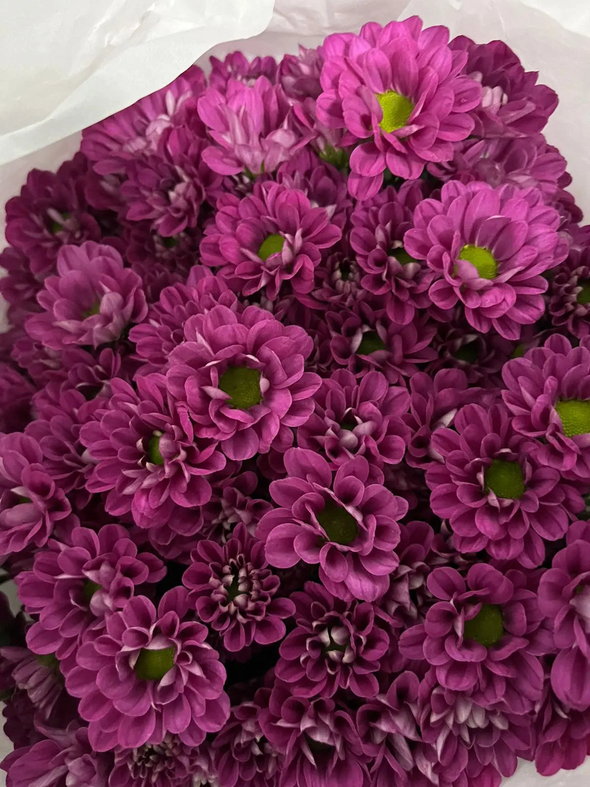 Button Chrysanthemum 1magnolialane