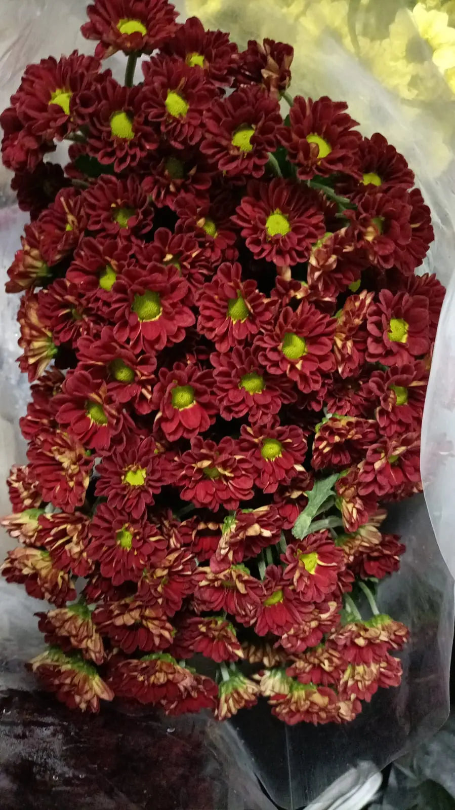 Button Chrysanthemum 1magnolialane