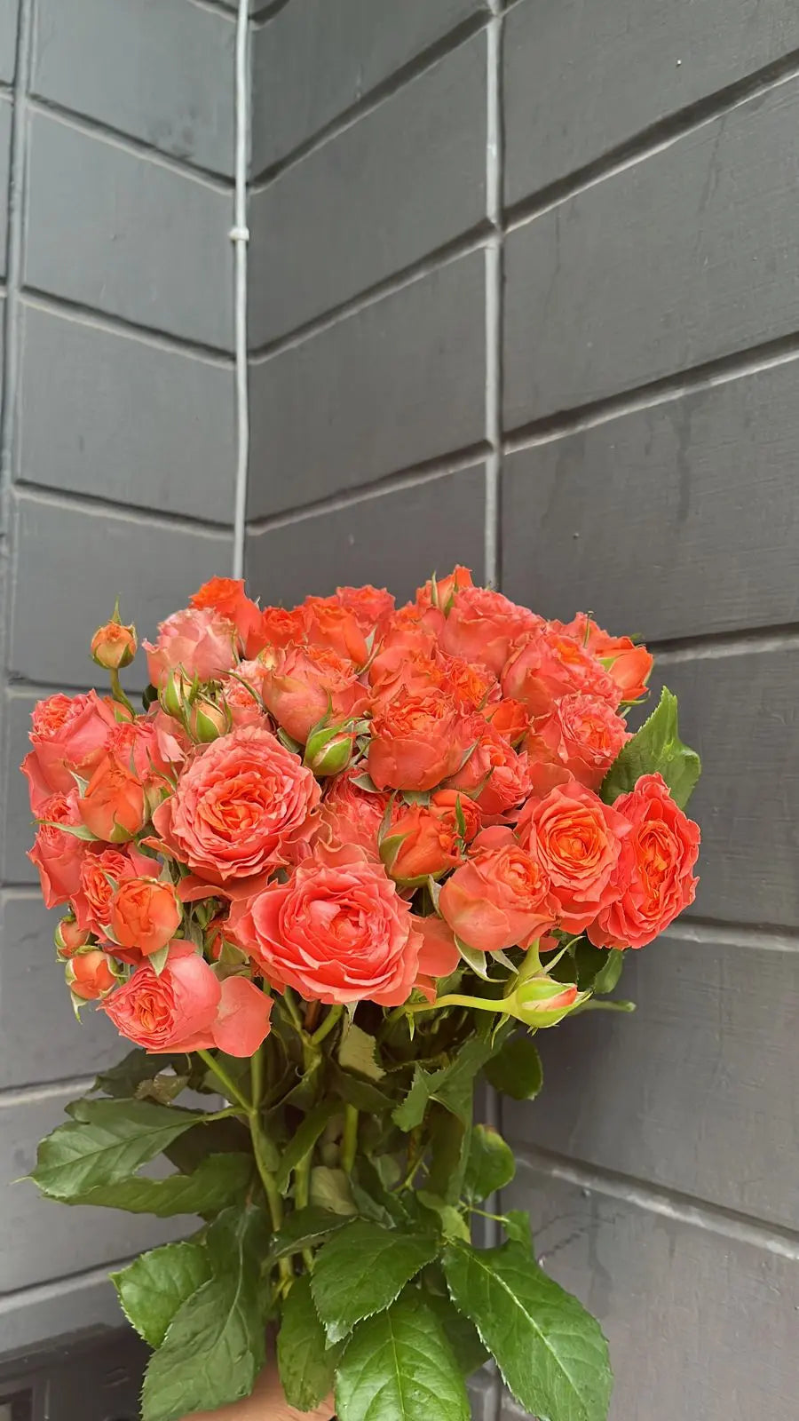 Rose 1magnolialane