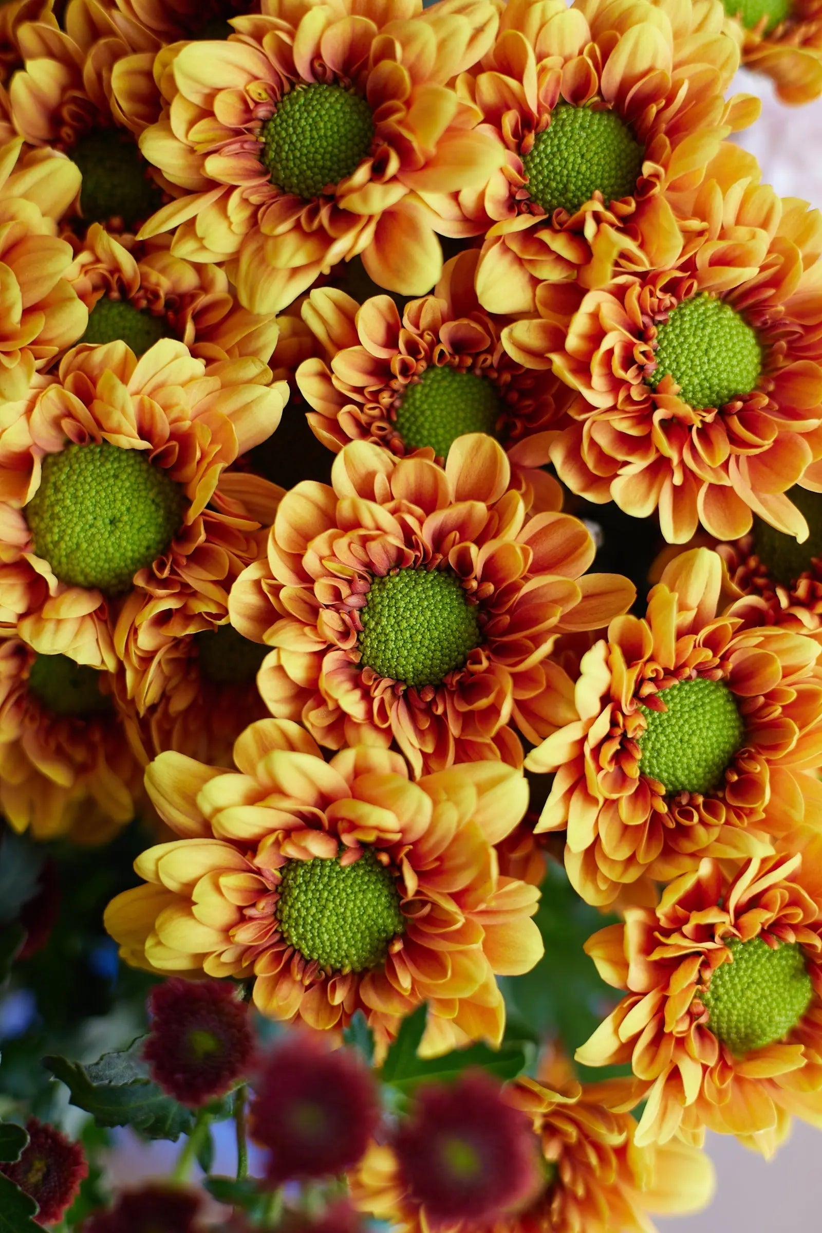 Chrysanthemum 1magnolialane