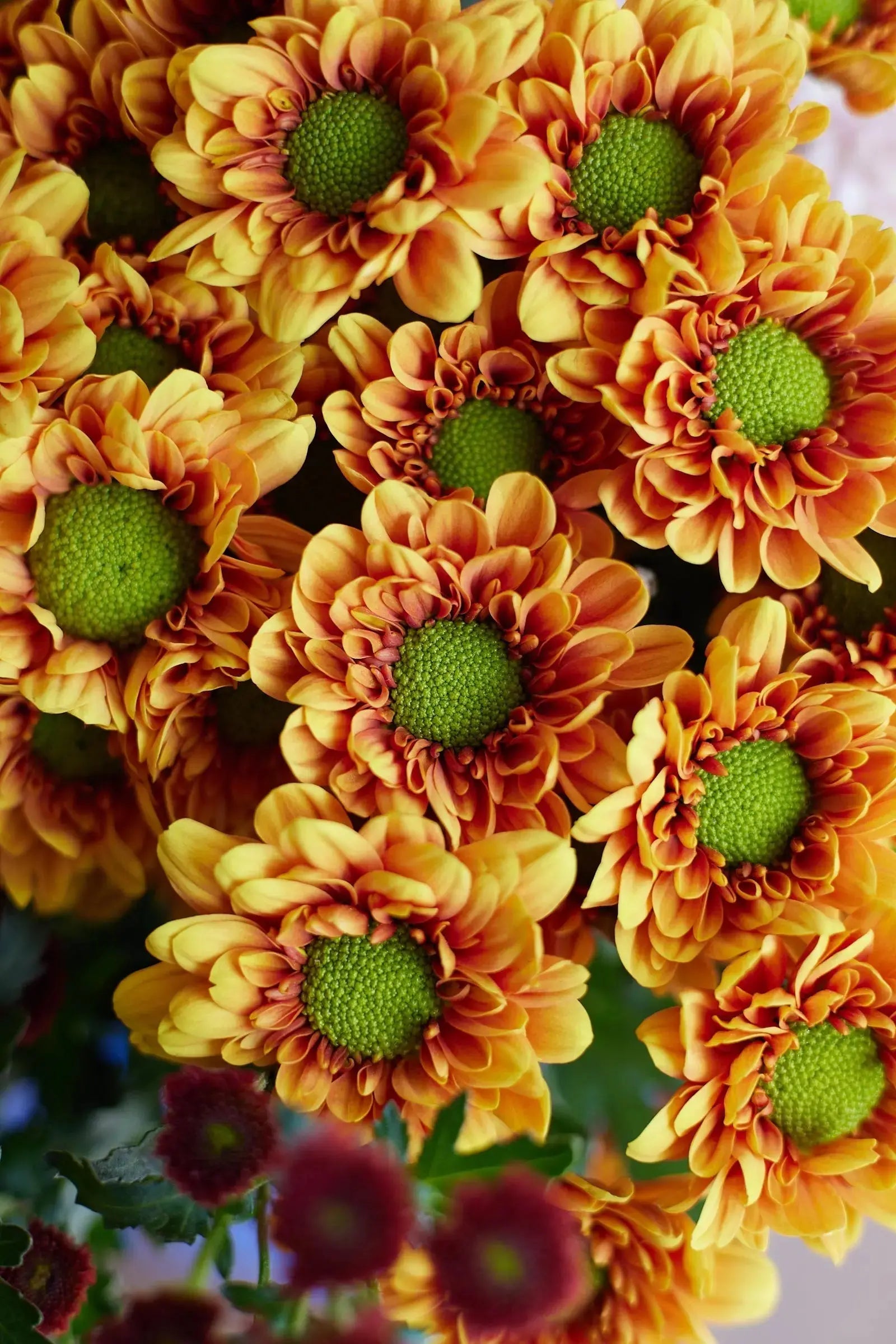 Chrysanthemum 1magnolialane