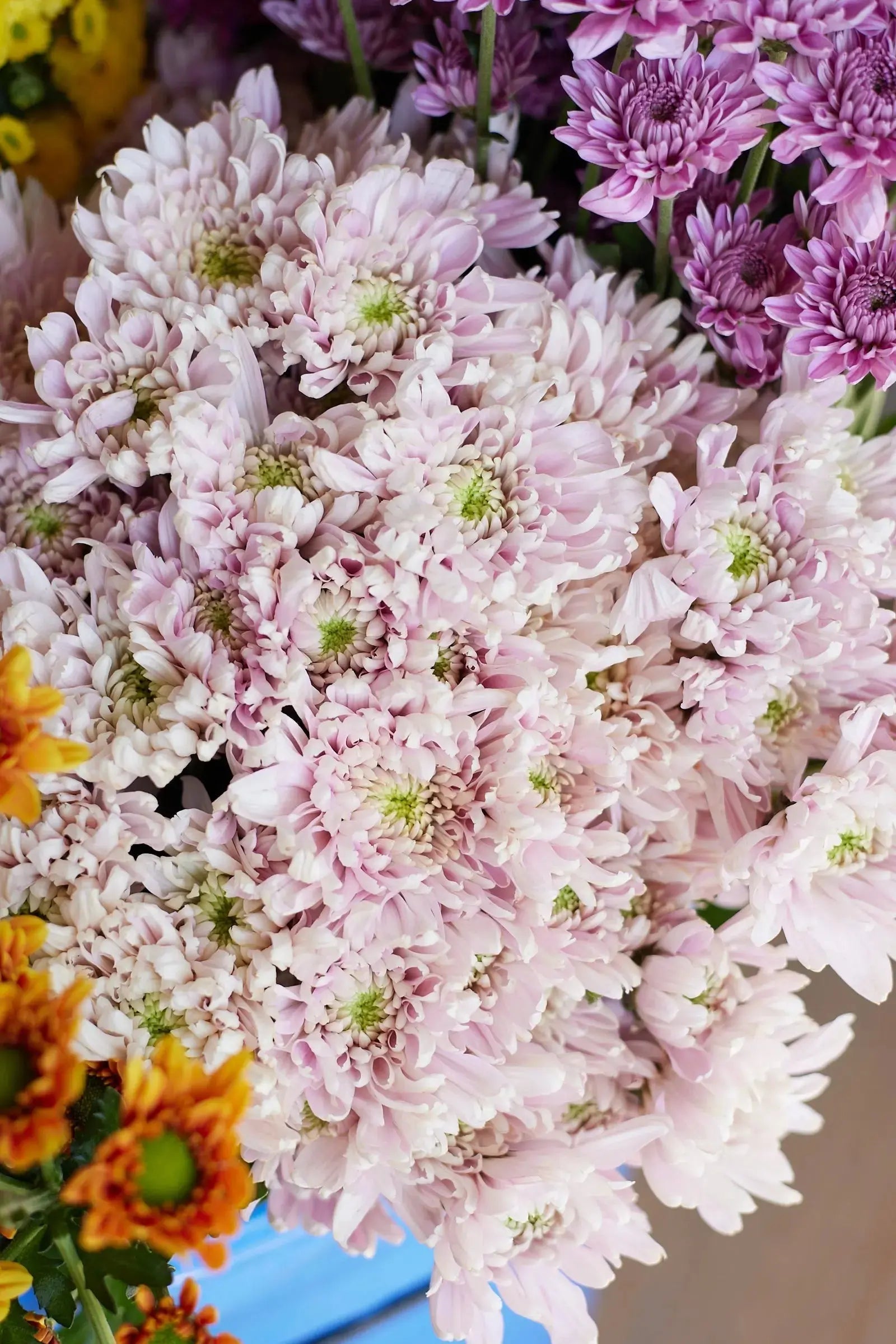 Chrysanthemum 1magnolialane