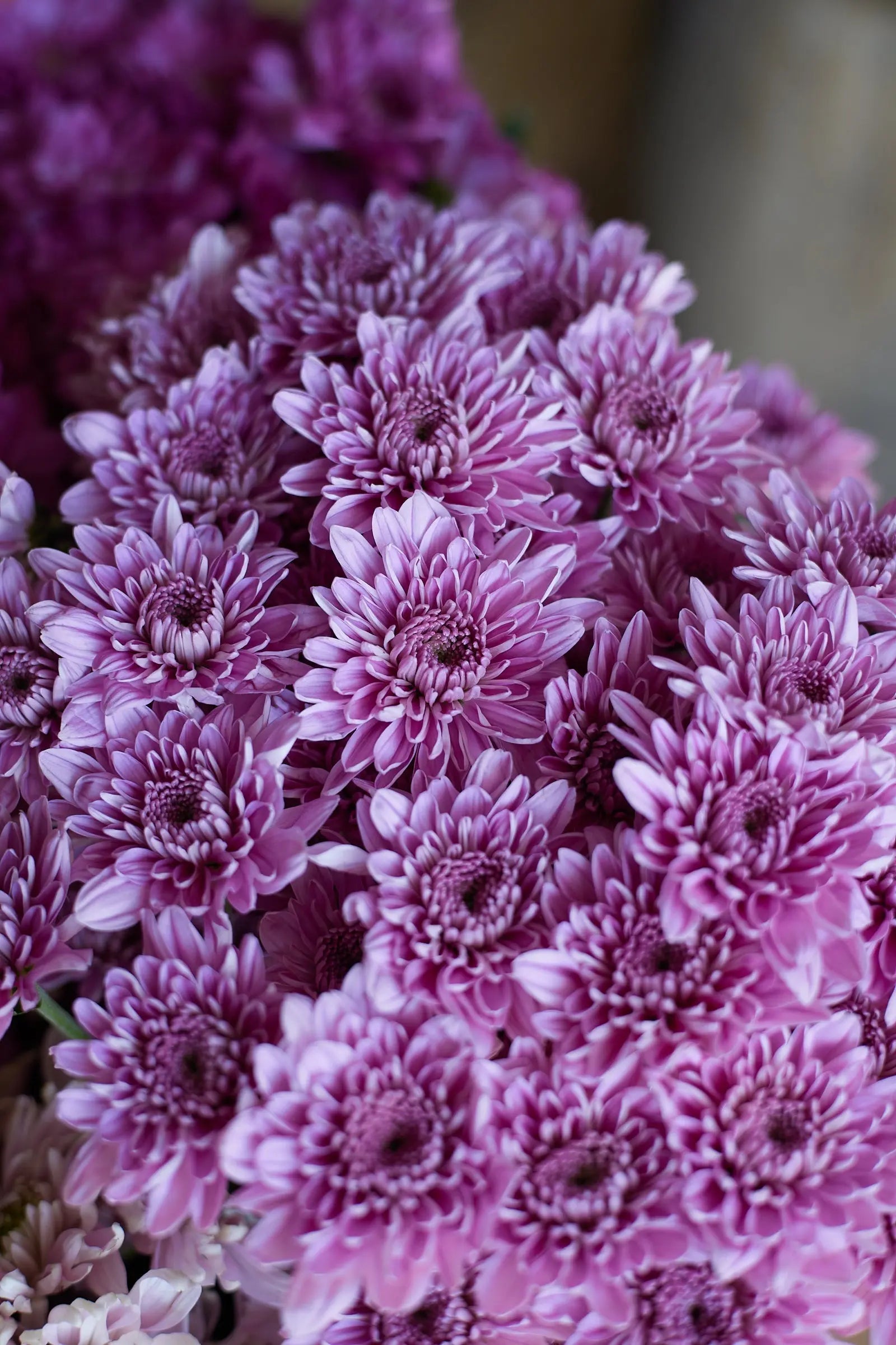 Chrysanthemum 1magnolialane