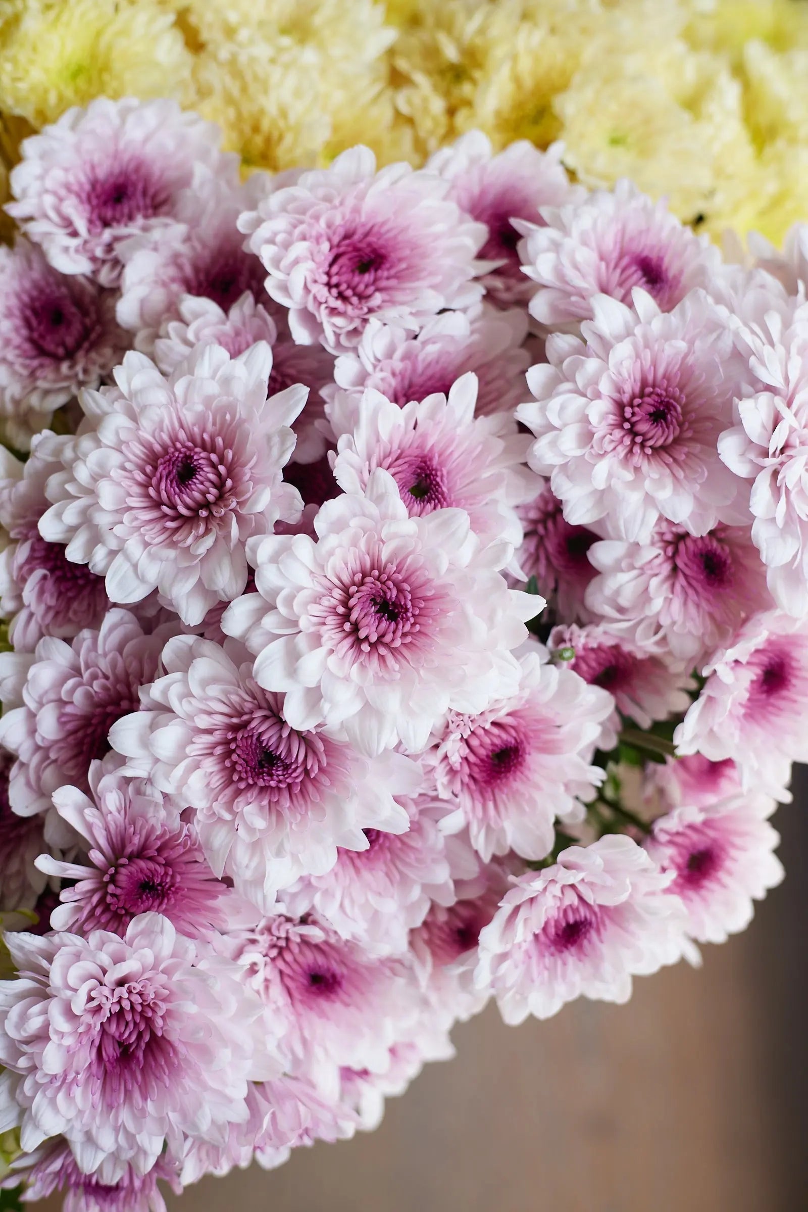 Chrysanthemum 1magnolialane