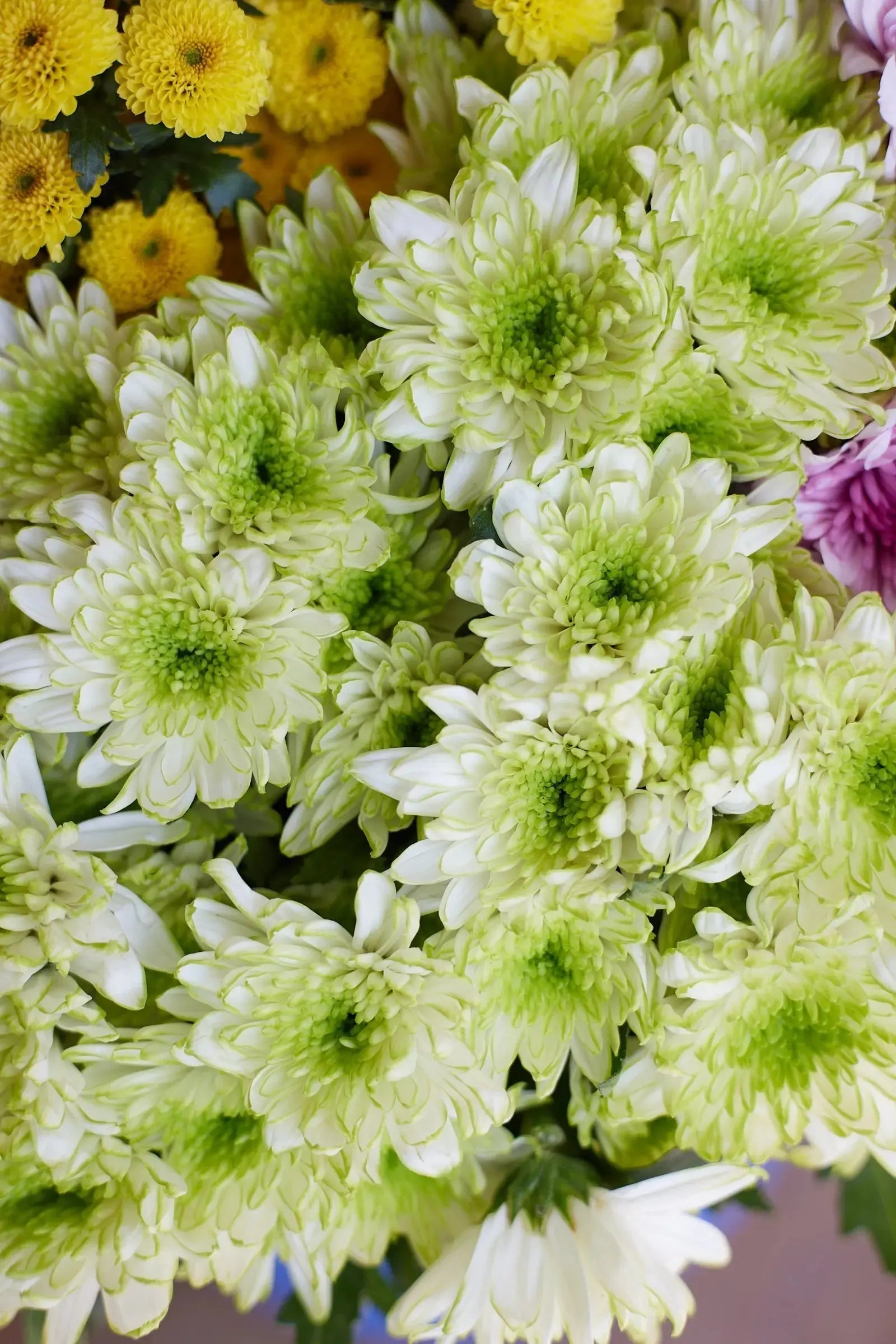 Chrysanthemum 1magnolialane