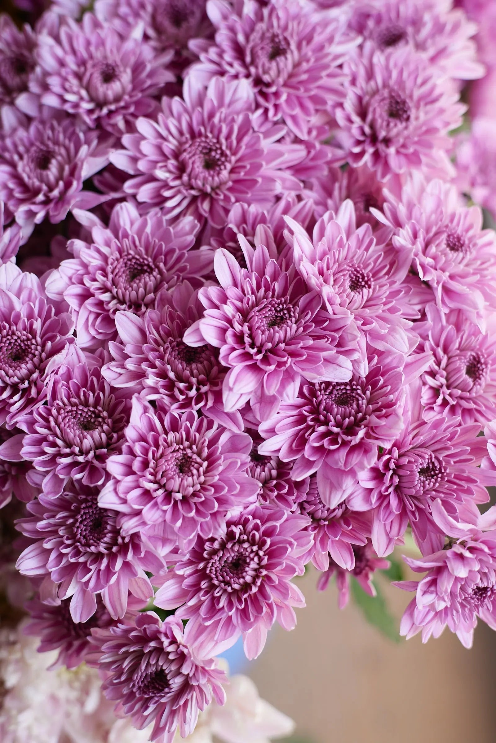 Chrysanthemum 1magnolialane