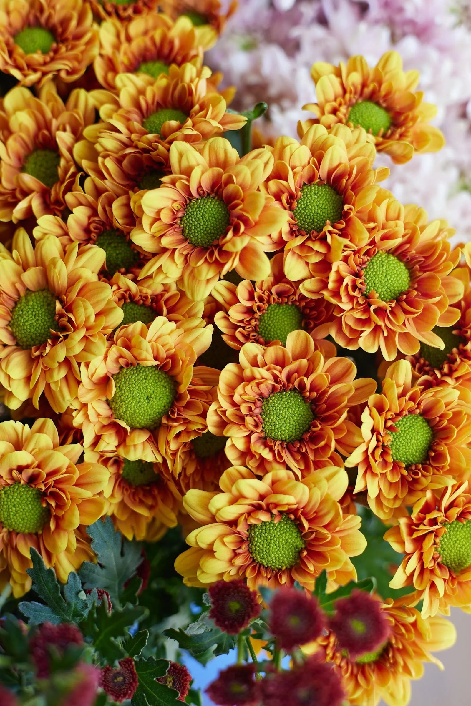 Chrysanthemum 1magnolialane
