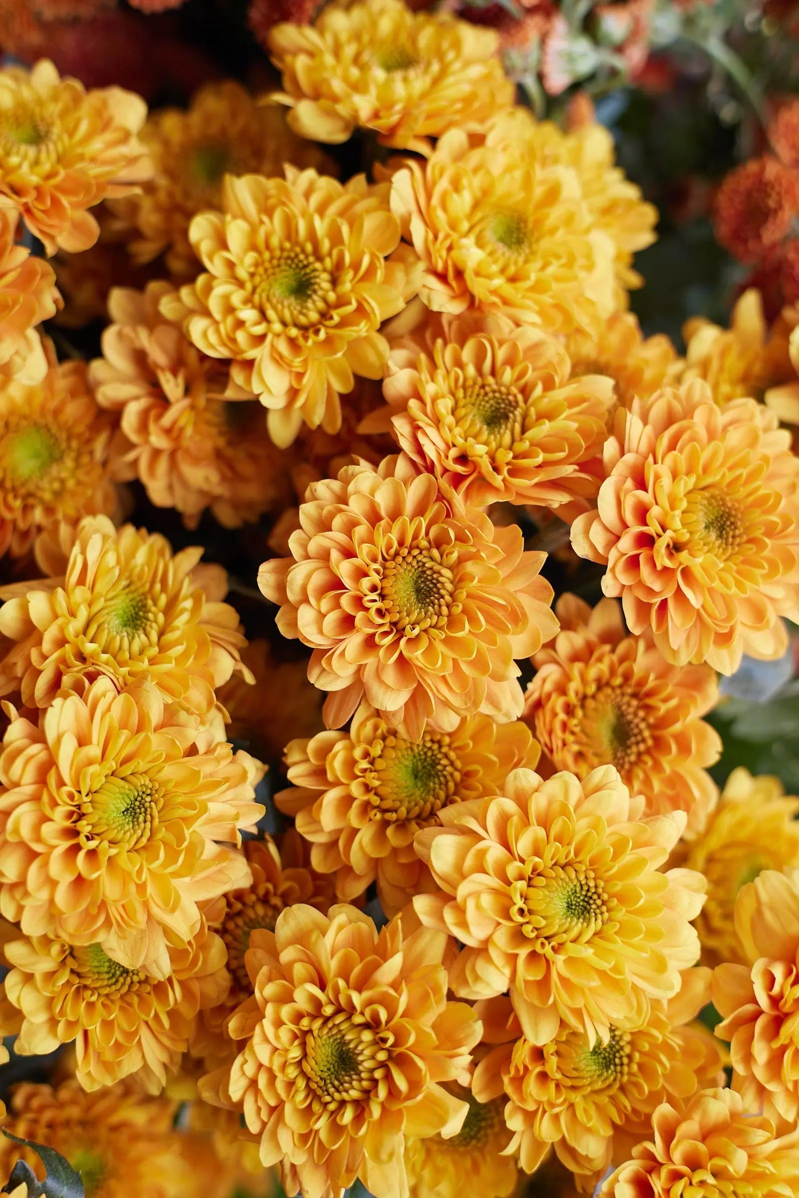 Chrysanthemum 1magnolialane