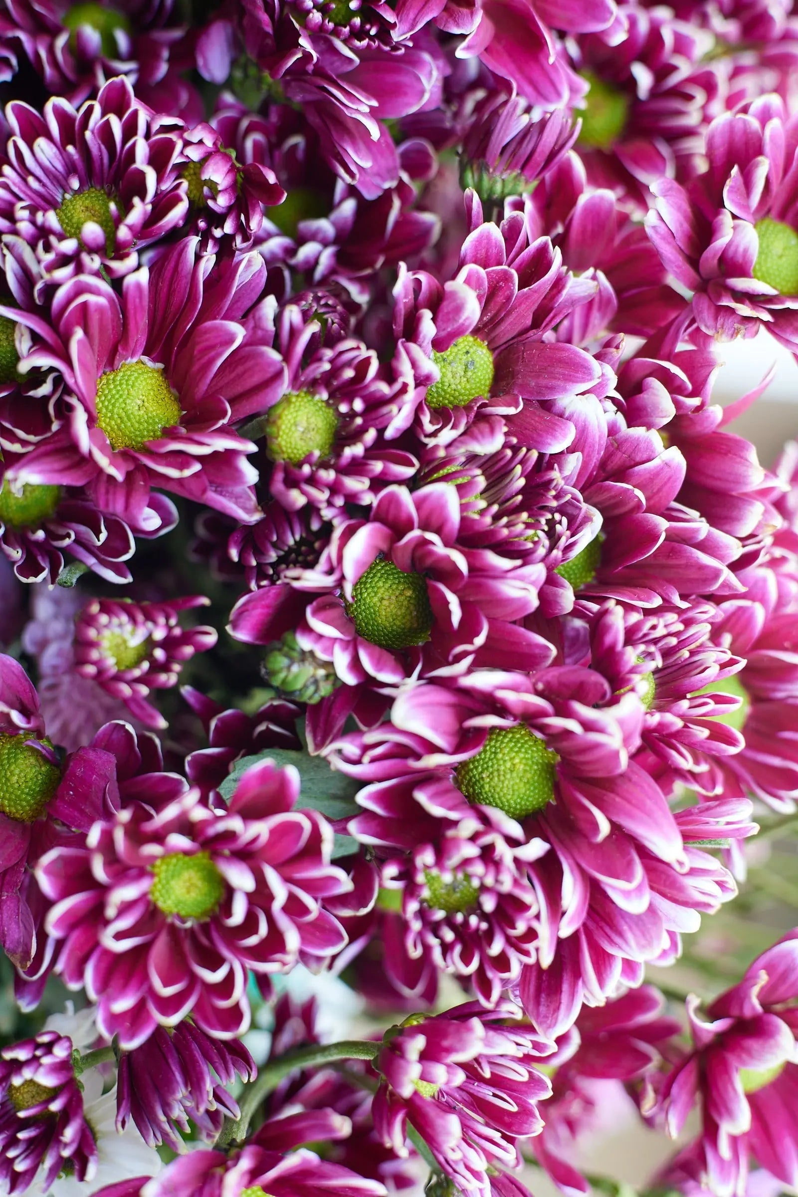 Chrysanthemum 1magnolialane