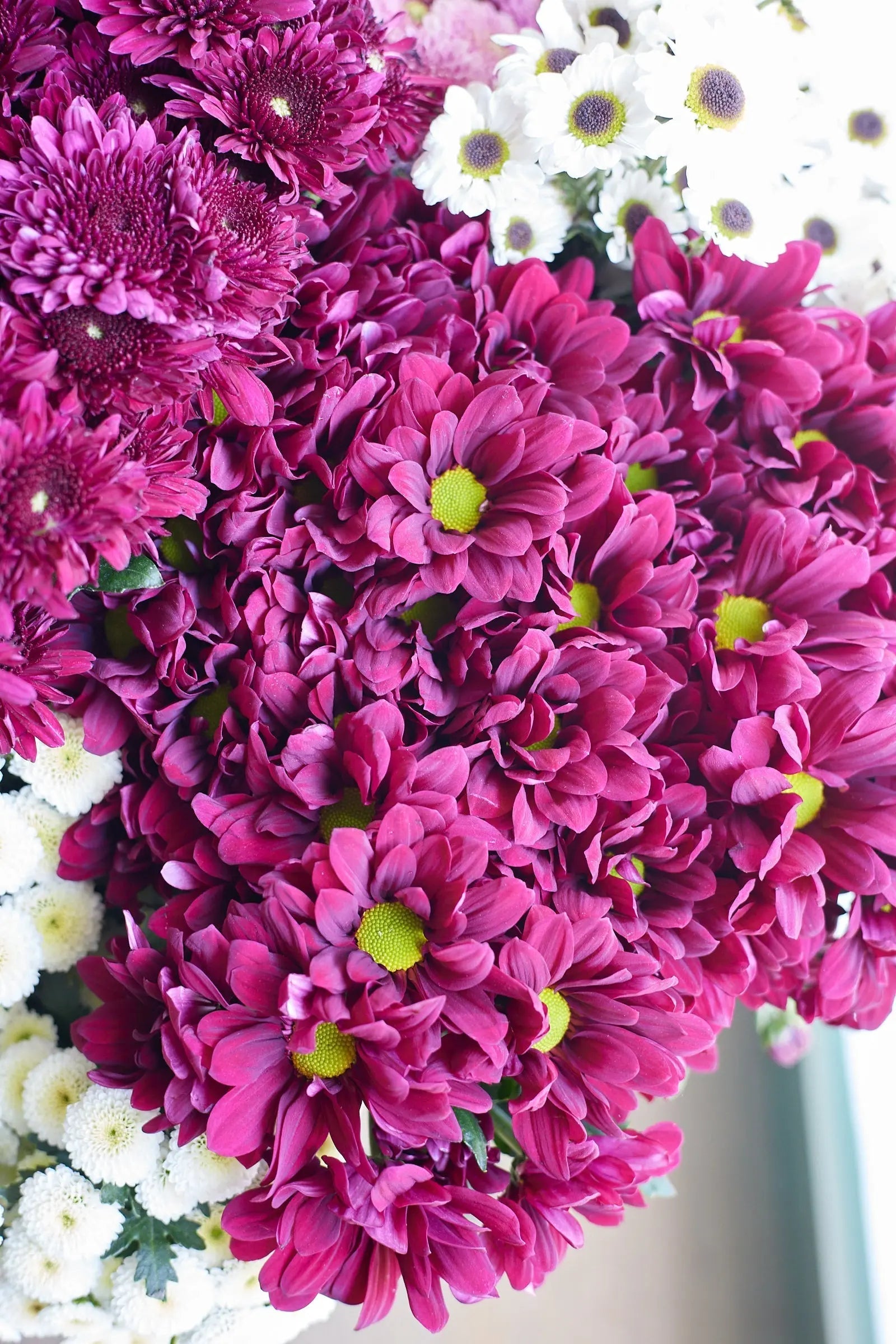 Chrysanthemum 1magnolialane