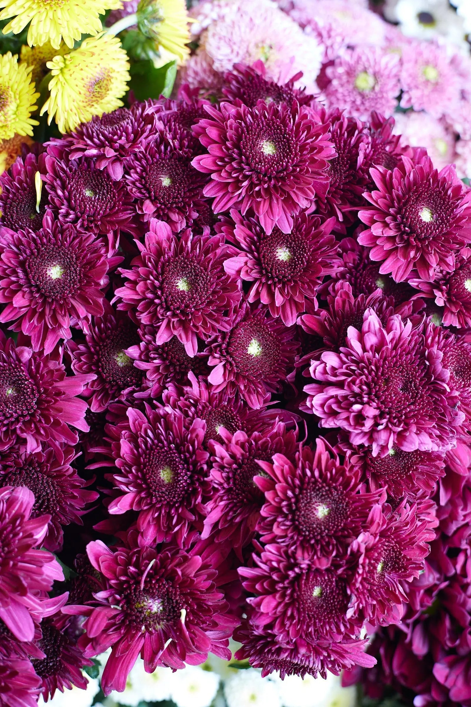 Chrysanthemum 1magnolialane