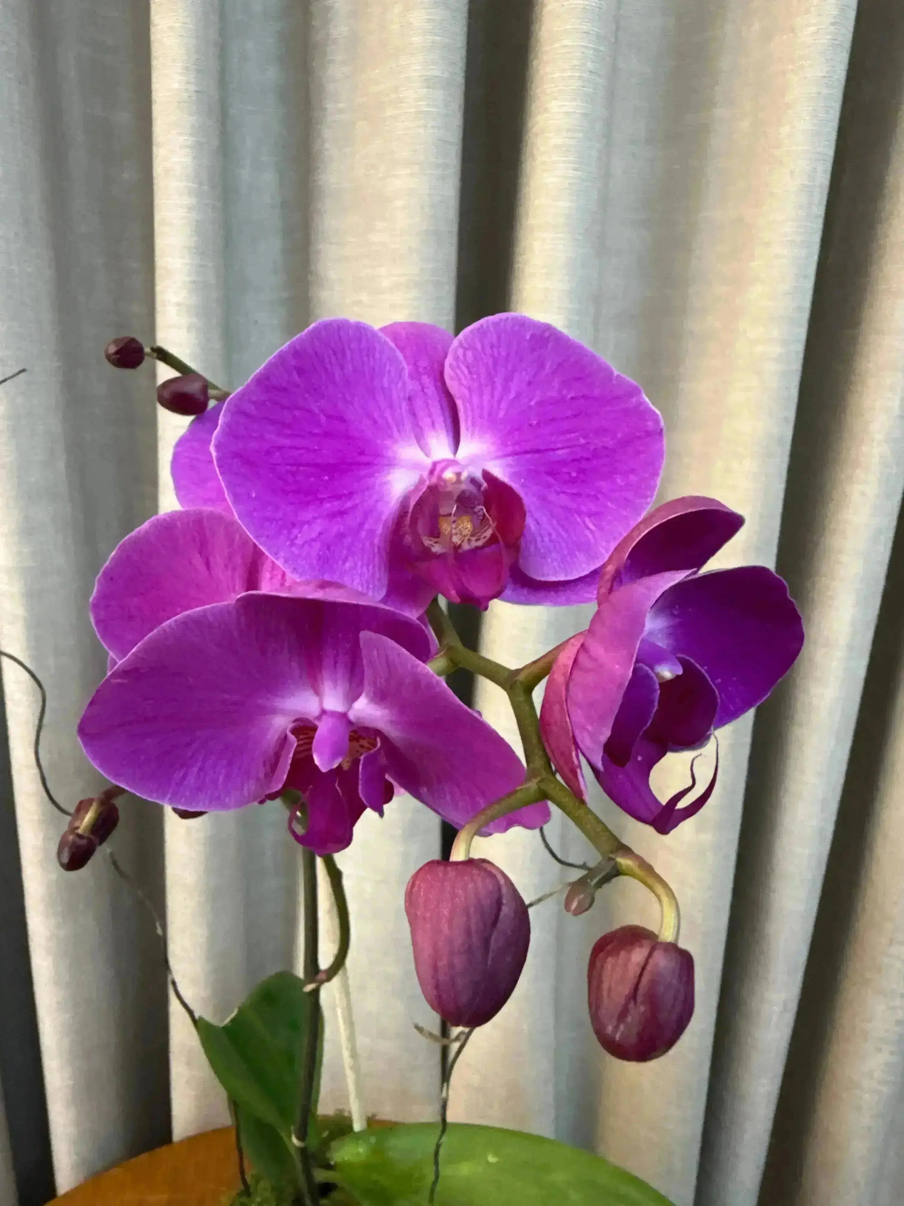 Phalaenopsis Pots - 1 Stem 1magnolialane