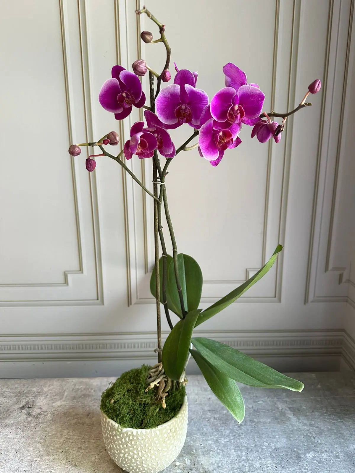 Phalaenopsis Pots ( 2 stems ) 23 1magnolialane