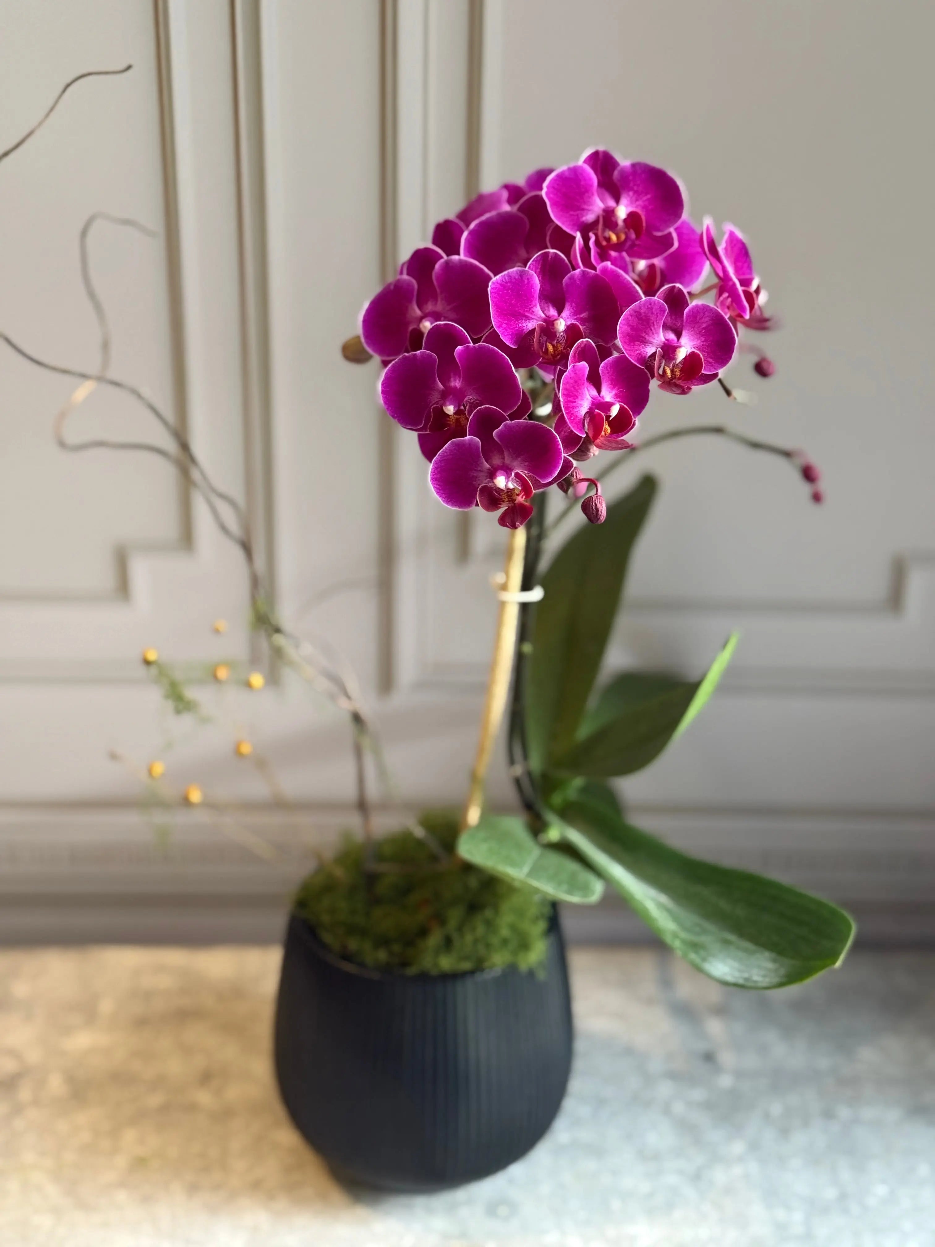 Phalaenopsis Pots - 1 Stem 1magnolialane