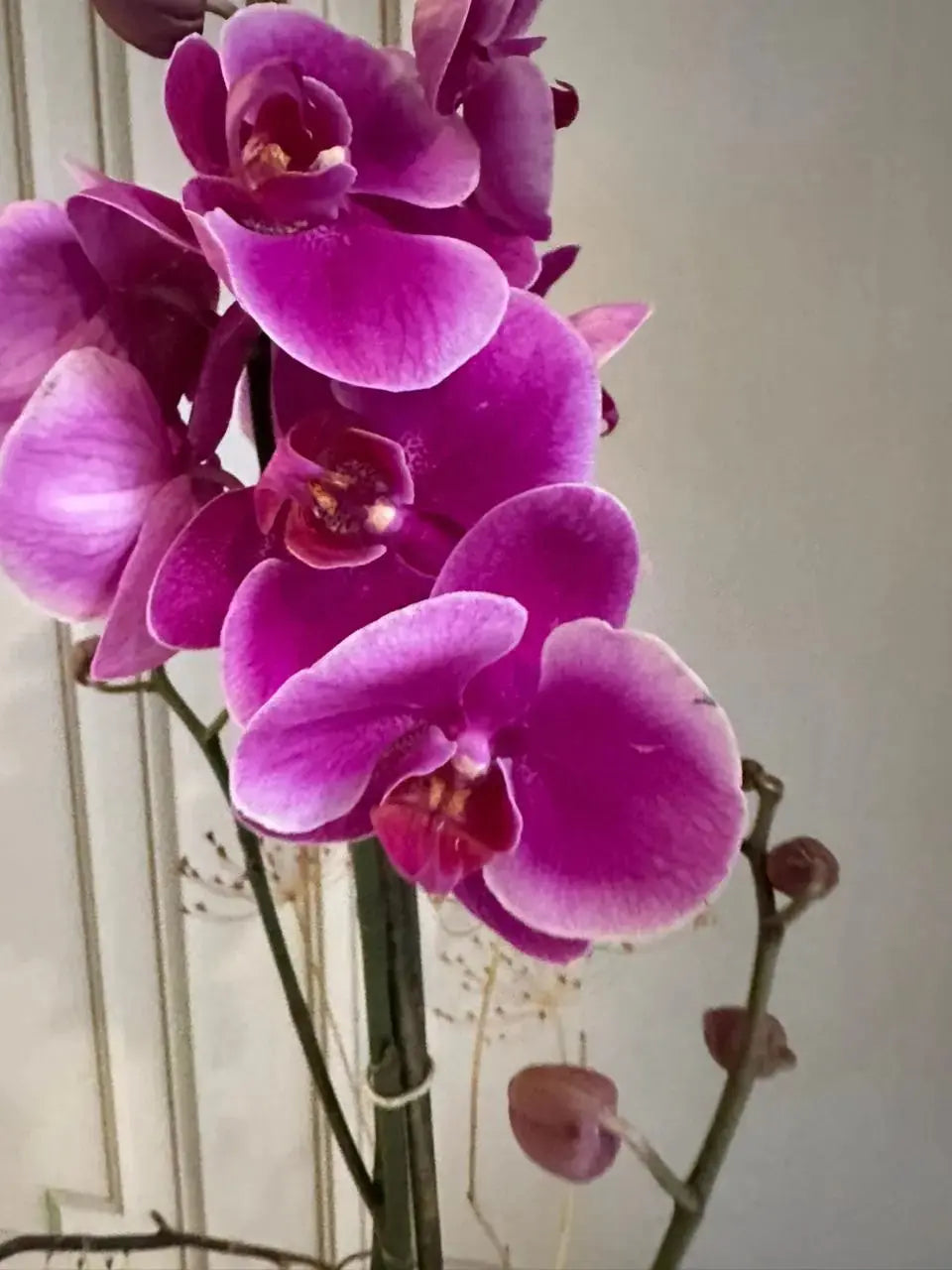 Phalaenopsis Plants (1 Stem) (Harper Seven) 1magnolialane