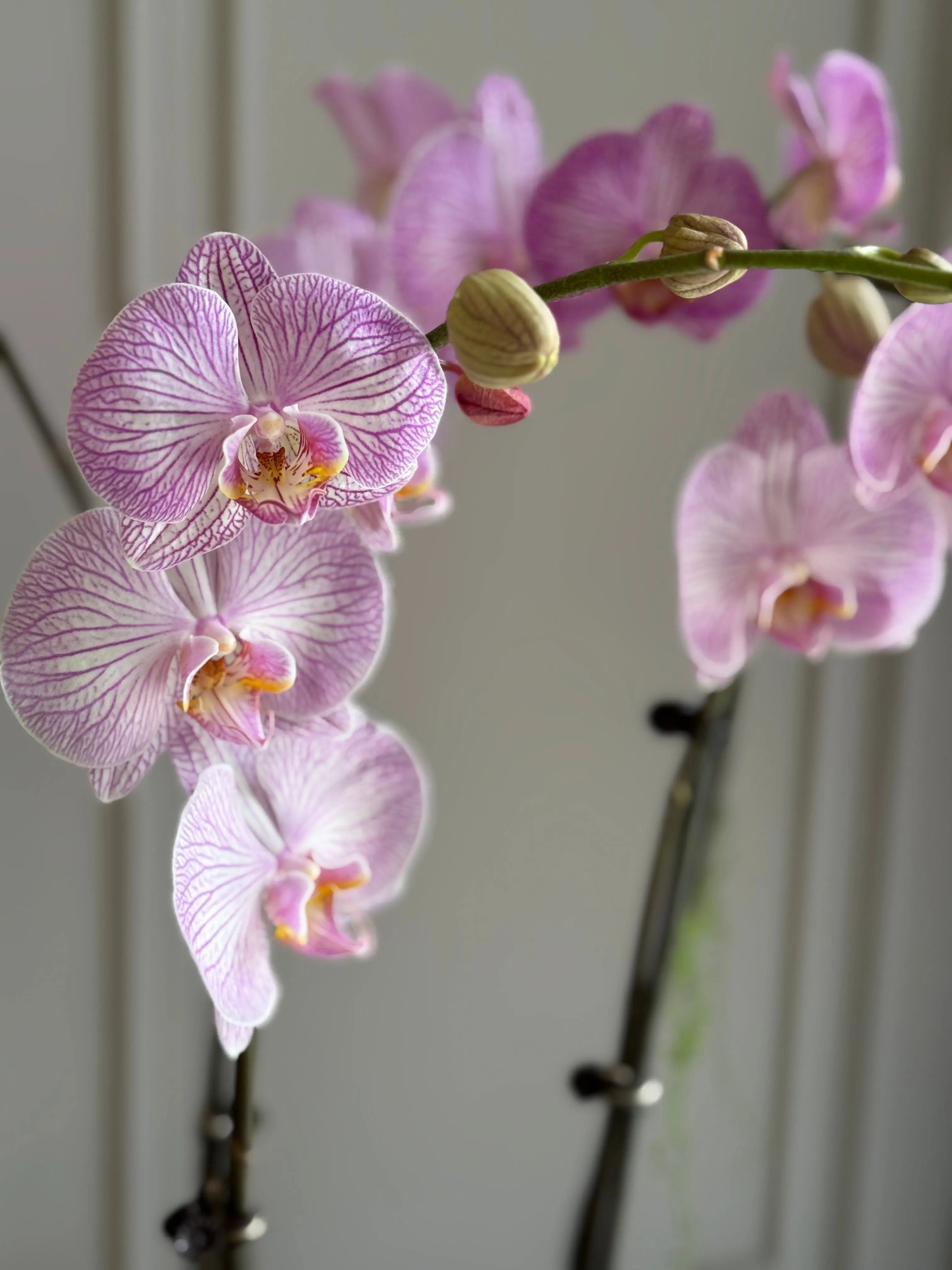 Phalaenopsis Pots - 3 stems 1magnolialane