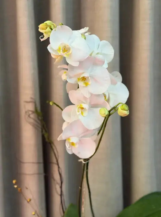 Phalaenopsis - Misty Snow 1magnolialane