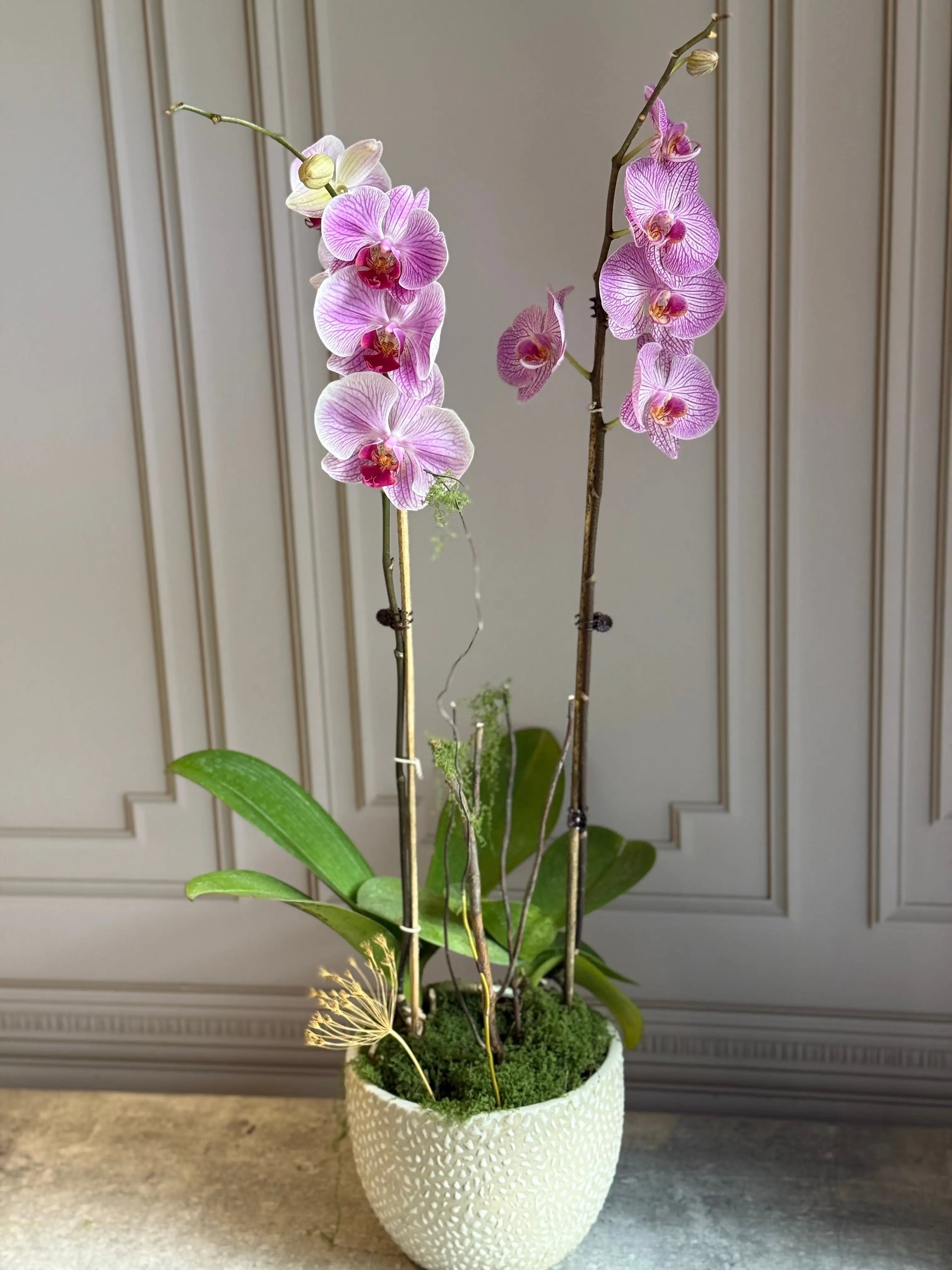 Phalaenopsis Pots - 2 stems 1magnolialane