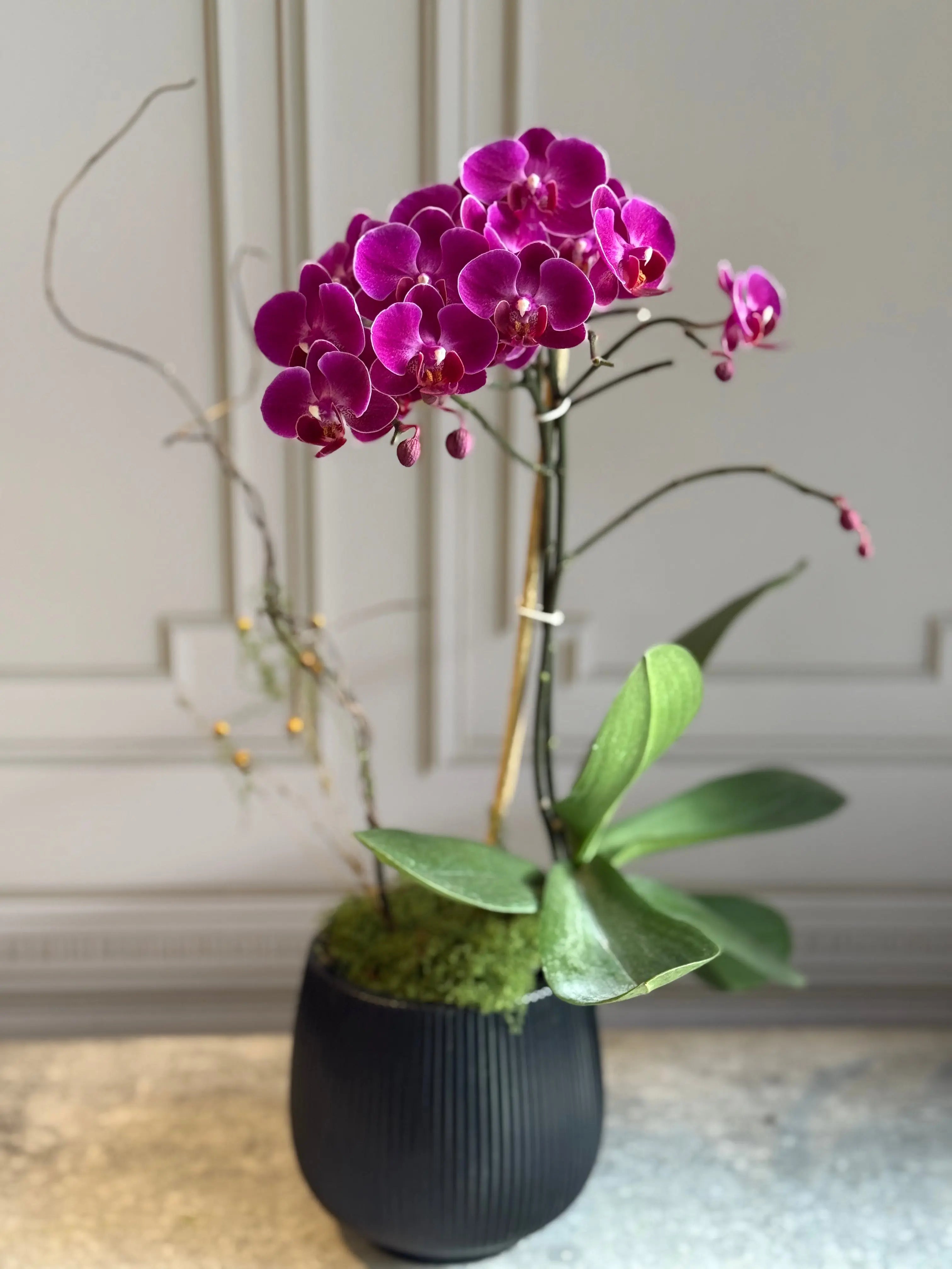 Phalaenopsis Pots - 1 Stem 1magnolialane
