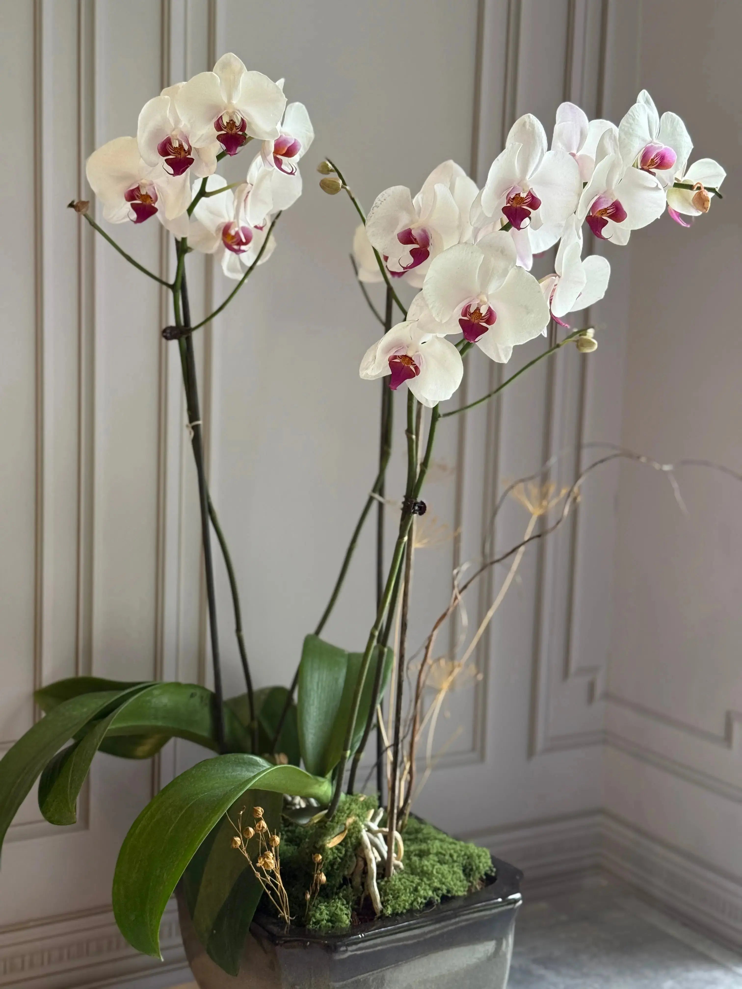 Phalaenopsis Pots - 3 stems 1magnolialane