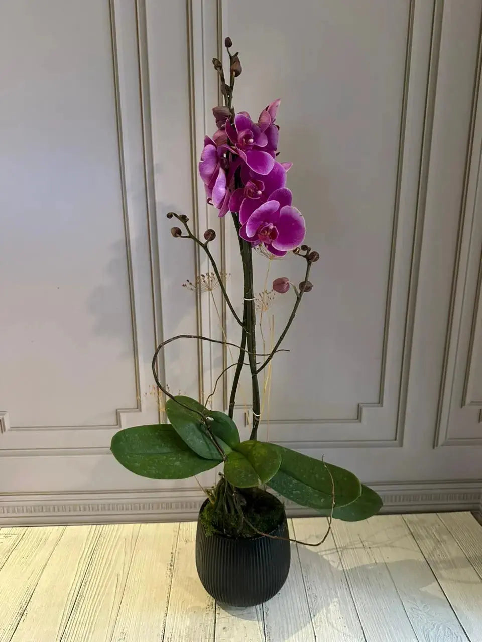 Phalaenopsis Plants (1 Stem) (Harper Seven) 1magnolialane