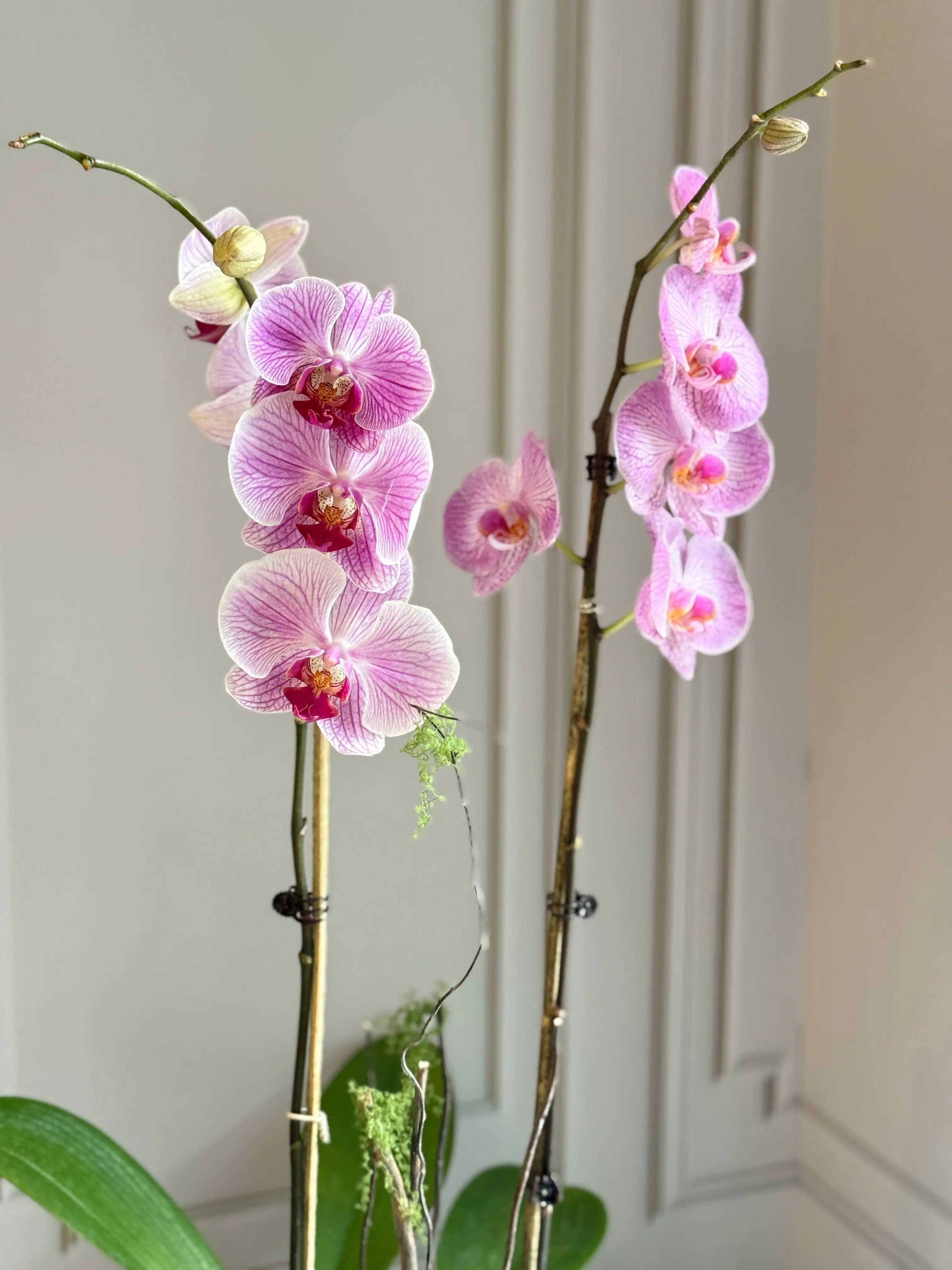 Phalaenopsis Pots - 2 stems 1magnolialane