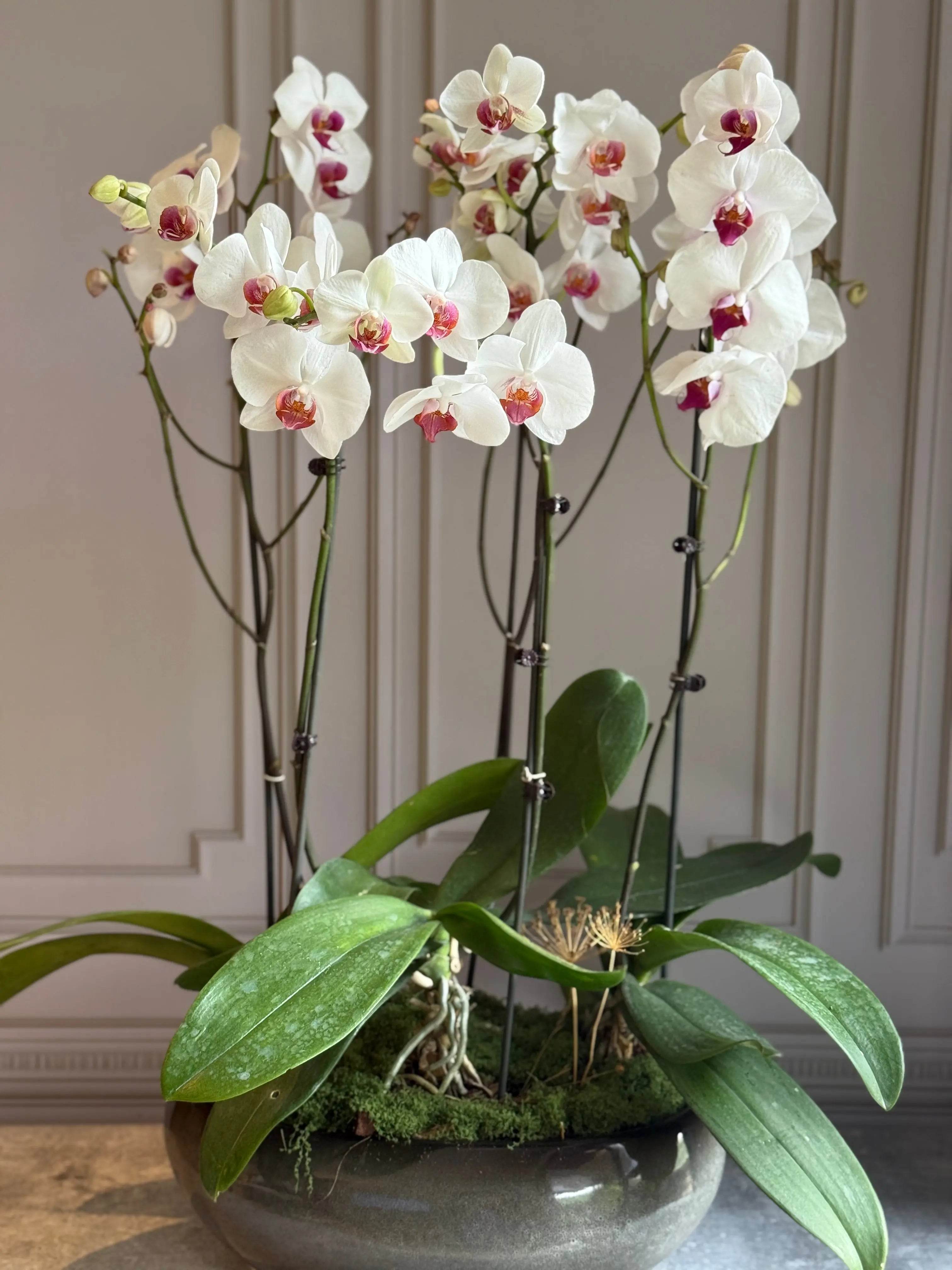 Phalaenopsis Pots - 5 stems 1magnolialane
