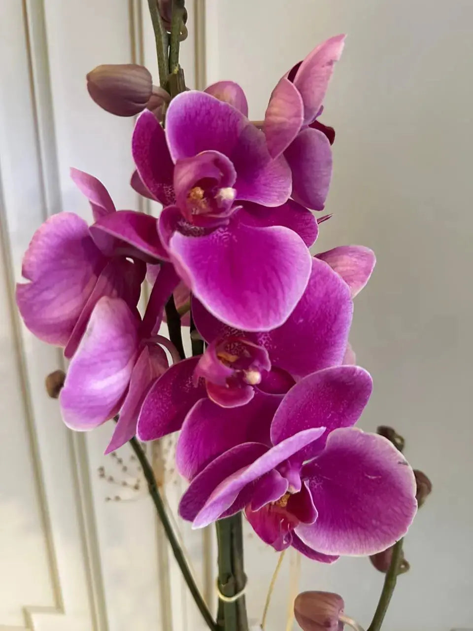 Phalaenopsis Plants (1 Stem) (Harper Seven) 1magnolialane