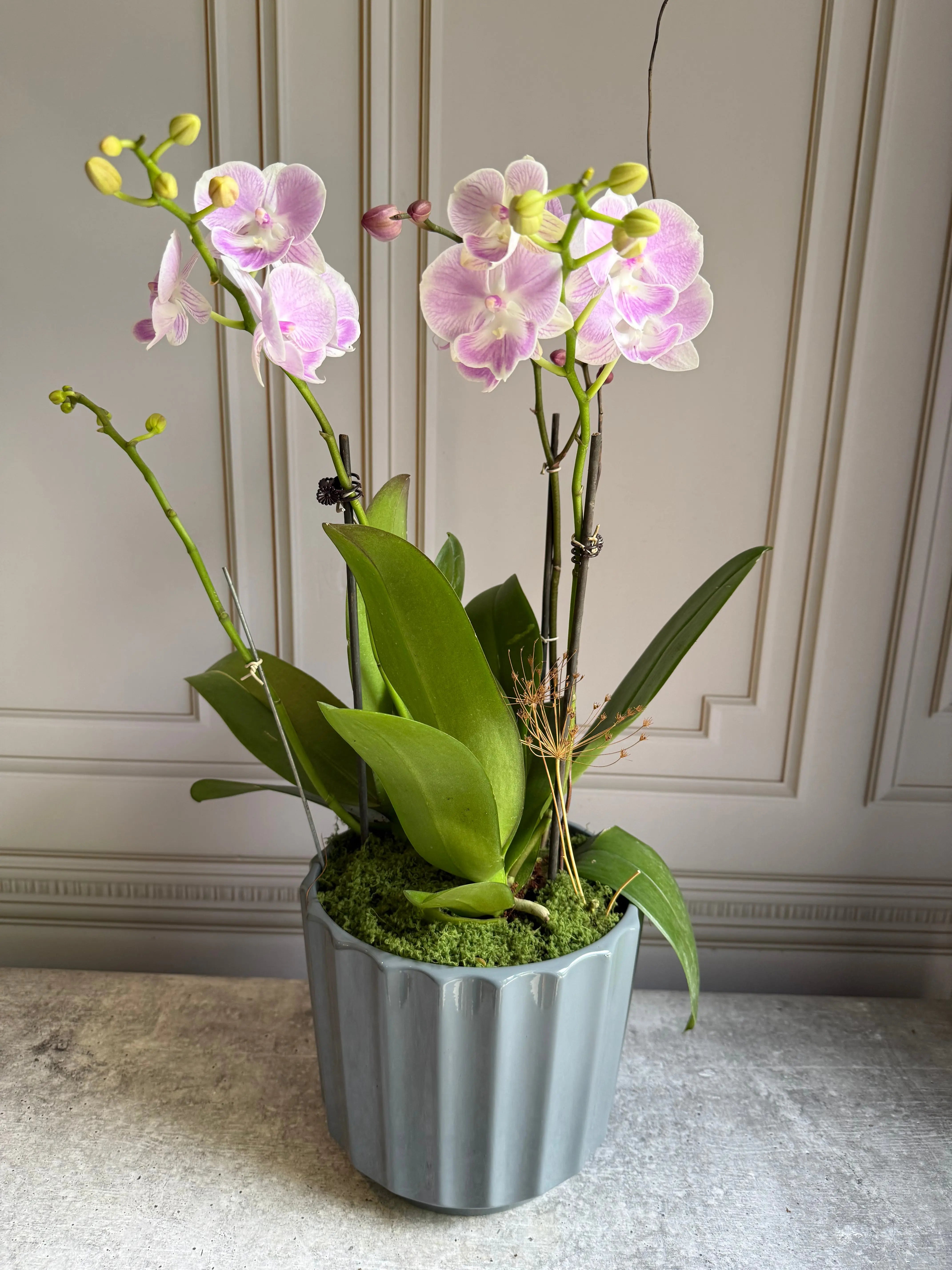 Phalaenopsis Pots - 3 stems 1magnolialane