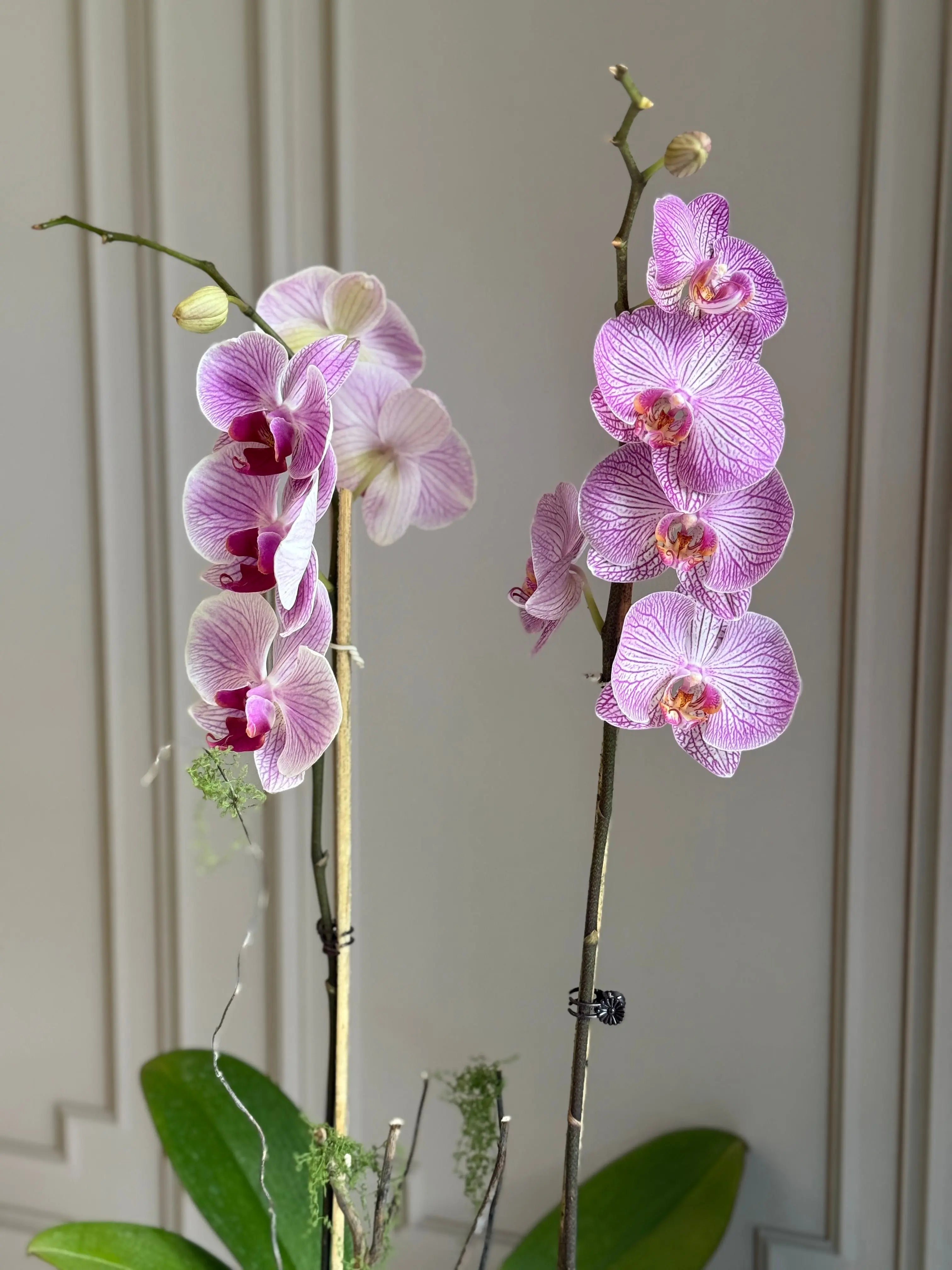 Phalaenopsis Pots - 2 stems 1magnolialane