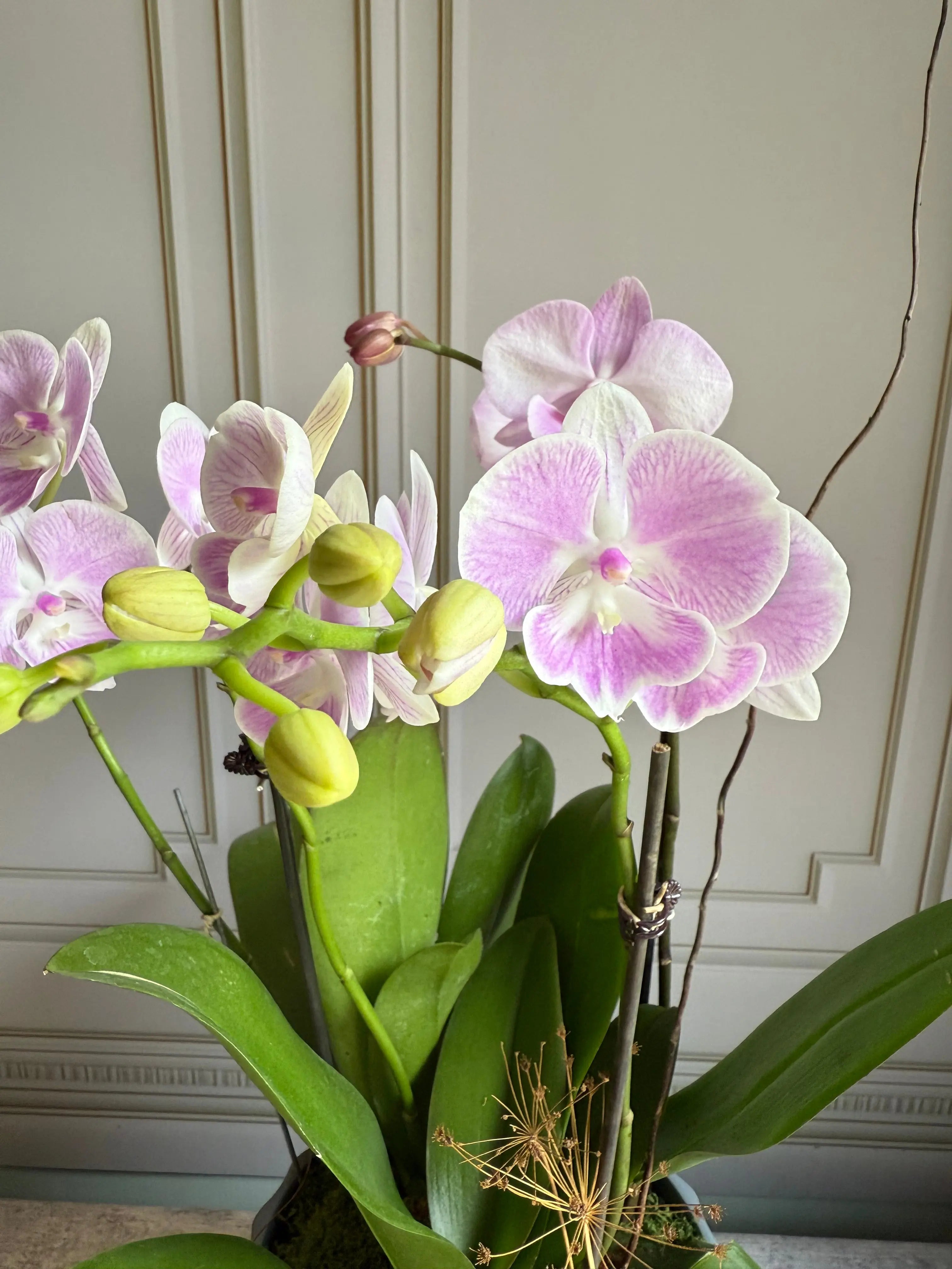 Phalaenopsis Pots - 3 stems 1magnolialane