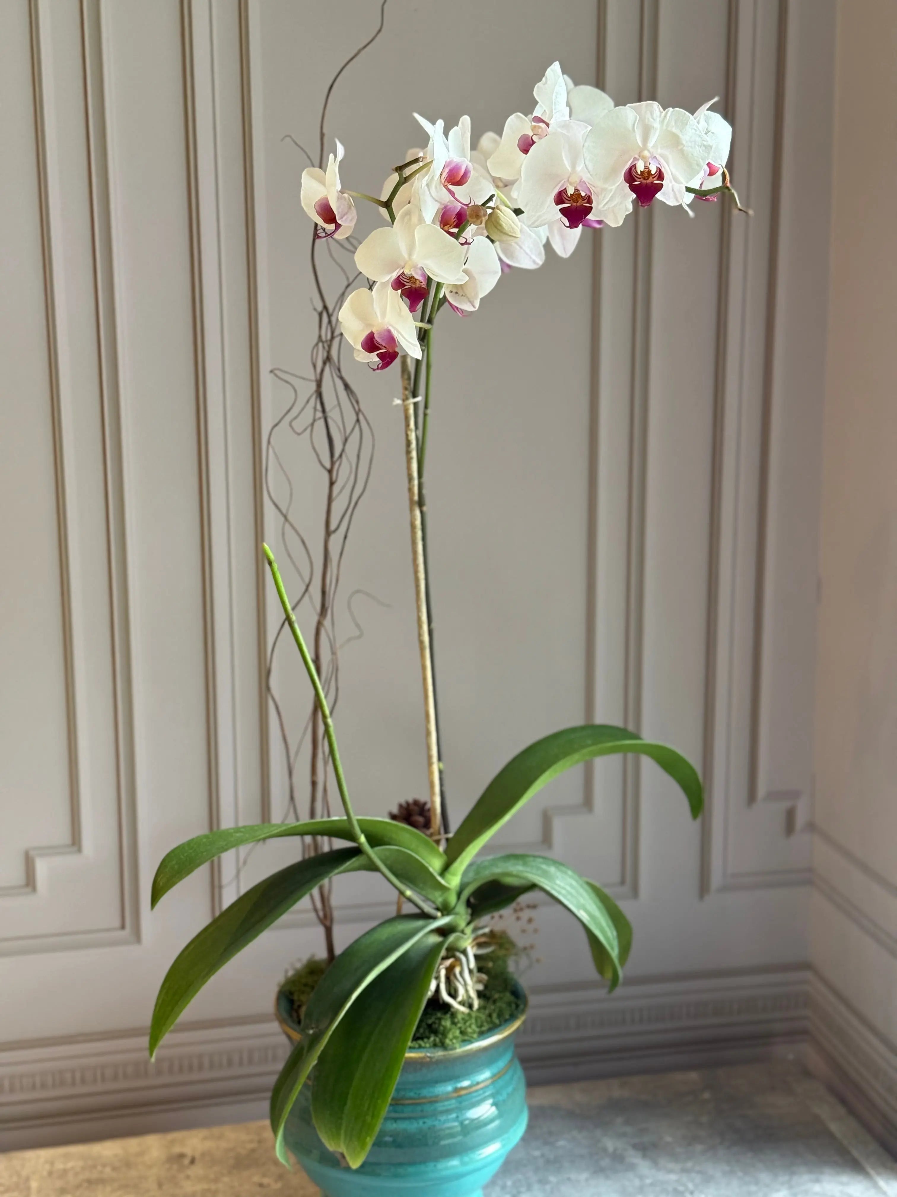 Phalaenopsis Pots - 1 Stem 1magnolialane