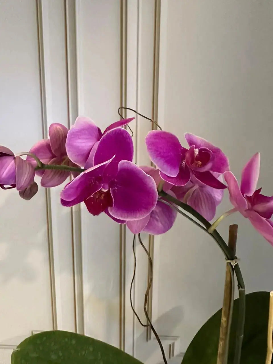 Phalaenopsis Plants (1 Stem) (Harper Seven) 1magnolialane