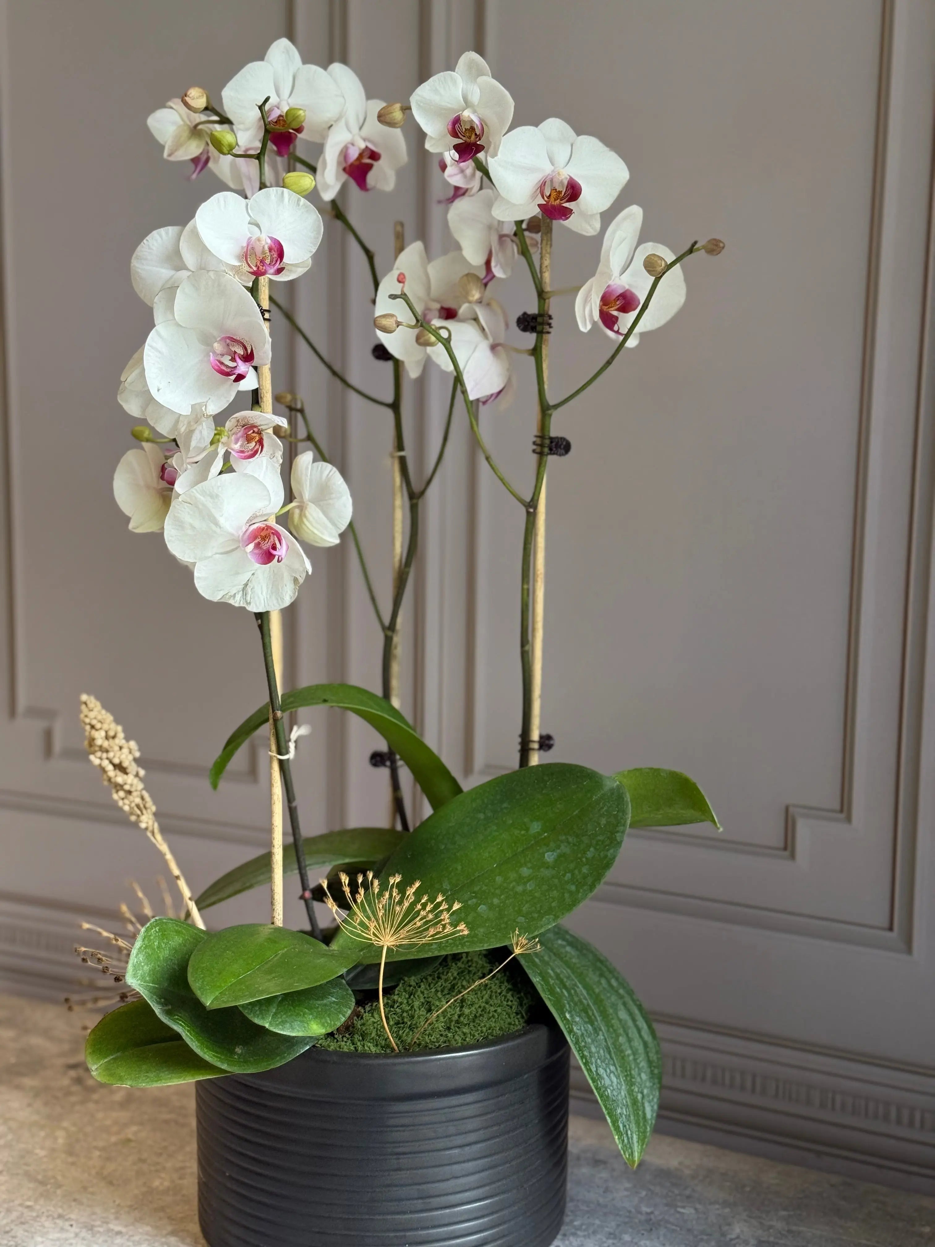 Phalaenopsis Pots - 3 stems 1magnolialane