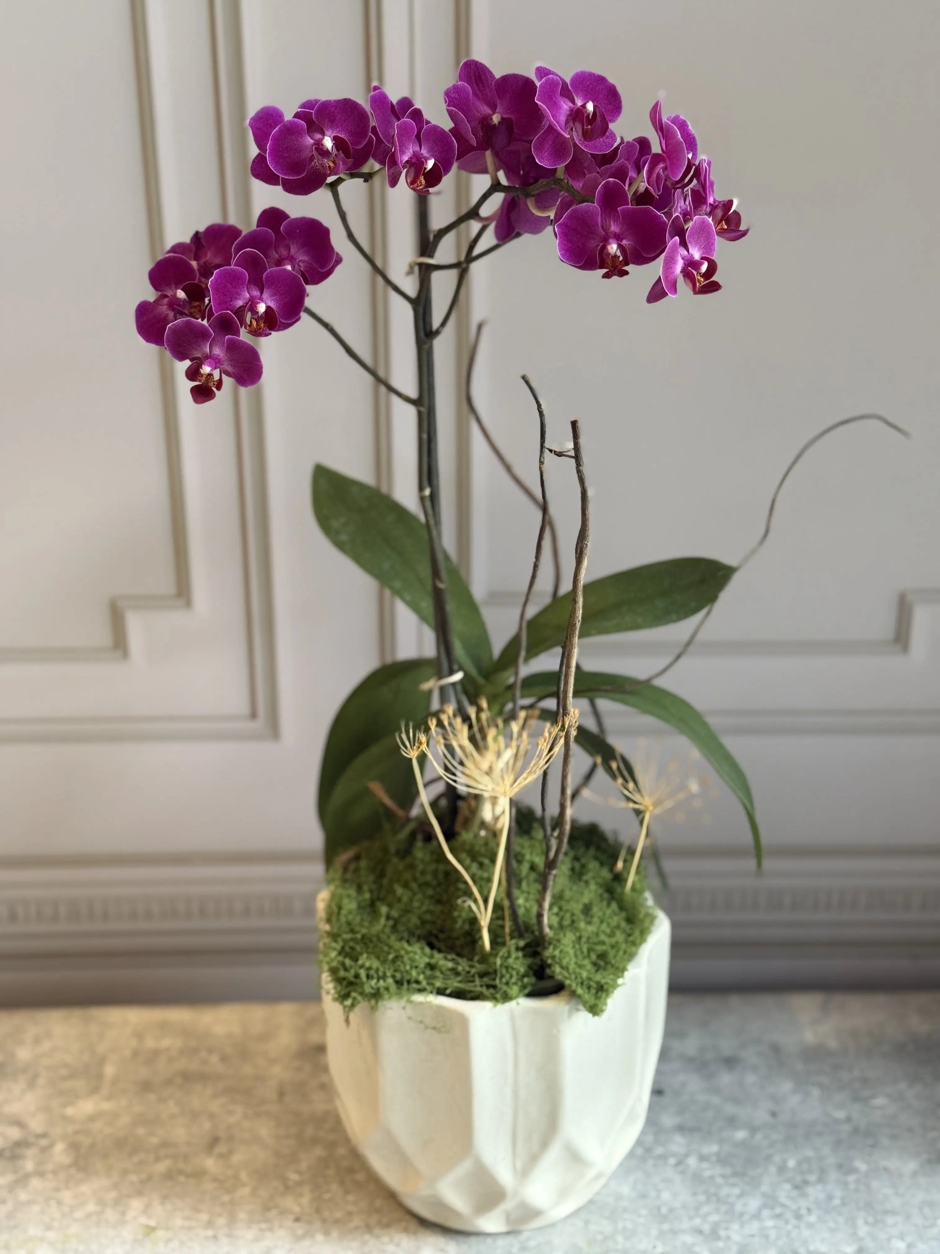 Phalaenopsis Pots - 1 Stem 1magnolialane
