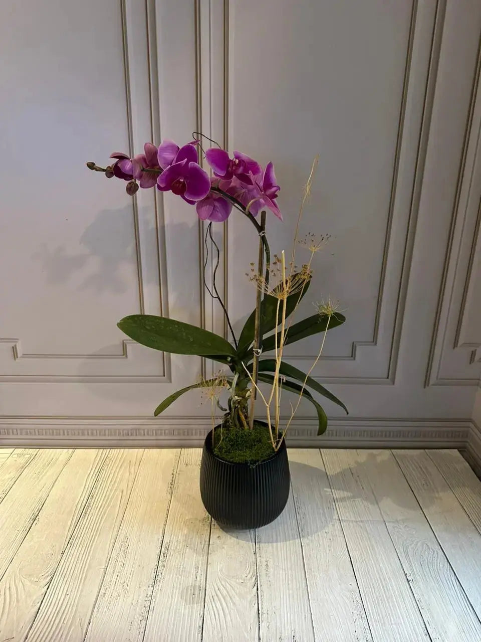Phalaenopsis Plants (1 Stem) (Harper Seven) 1magnolialane