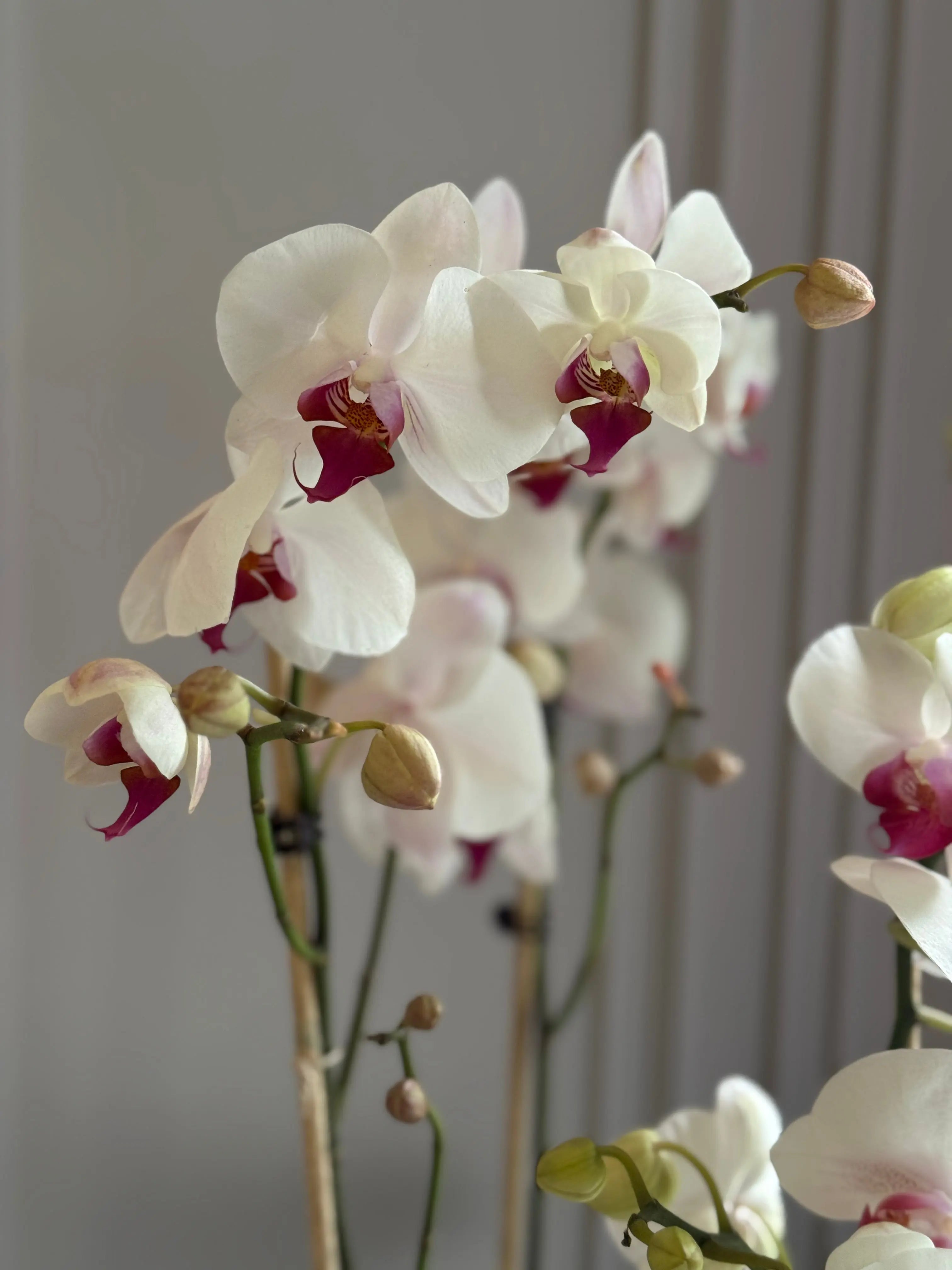 Phalaenopsis Pots - 3 stems 1magnolialane