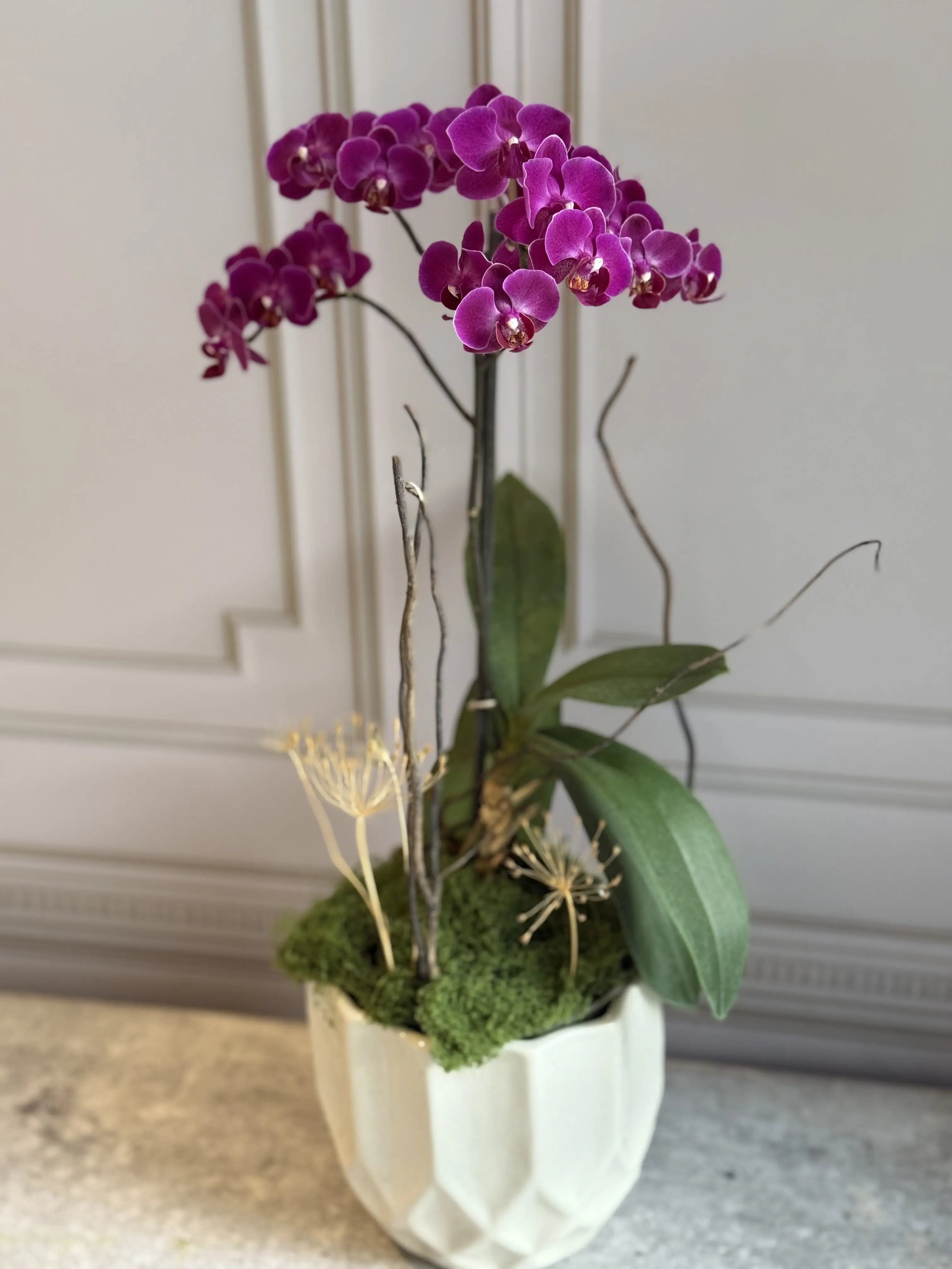 Phalaenopsis Pots - 1 Stem 1magnolialane