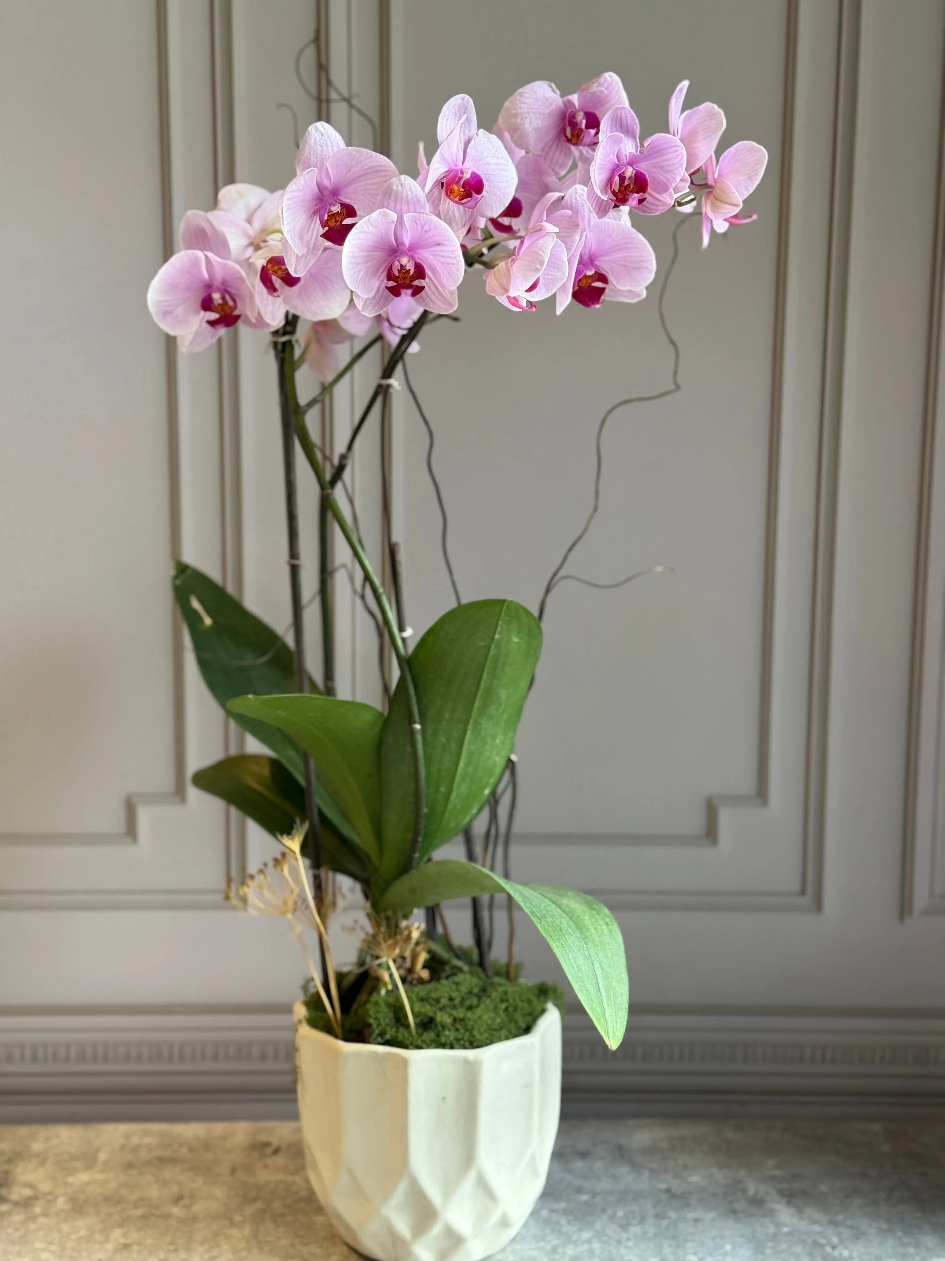 Phalaenopsis Pots - 2 stems 1magnolialane