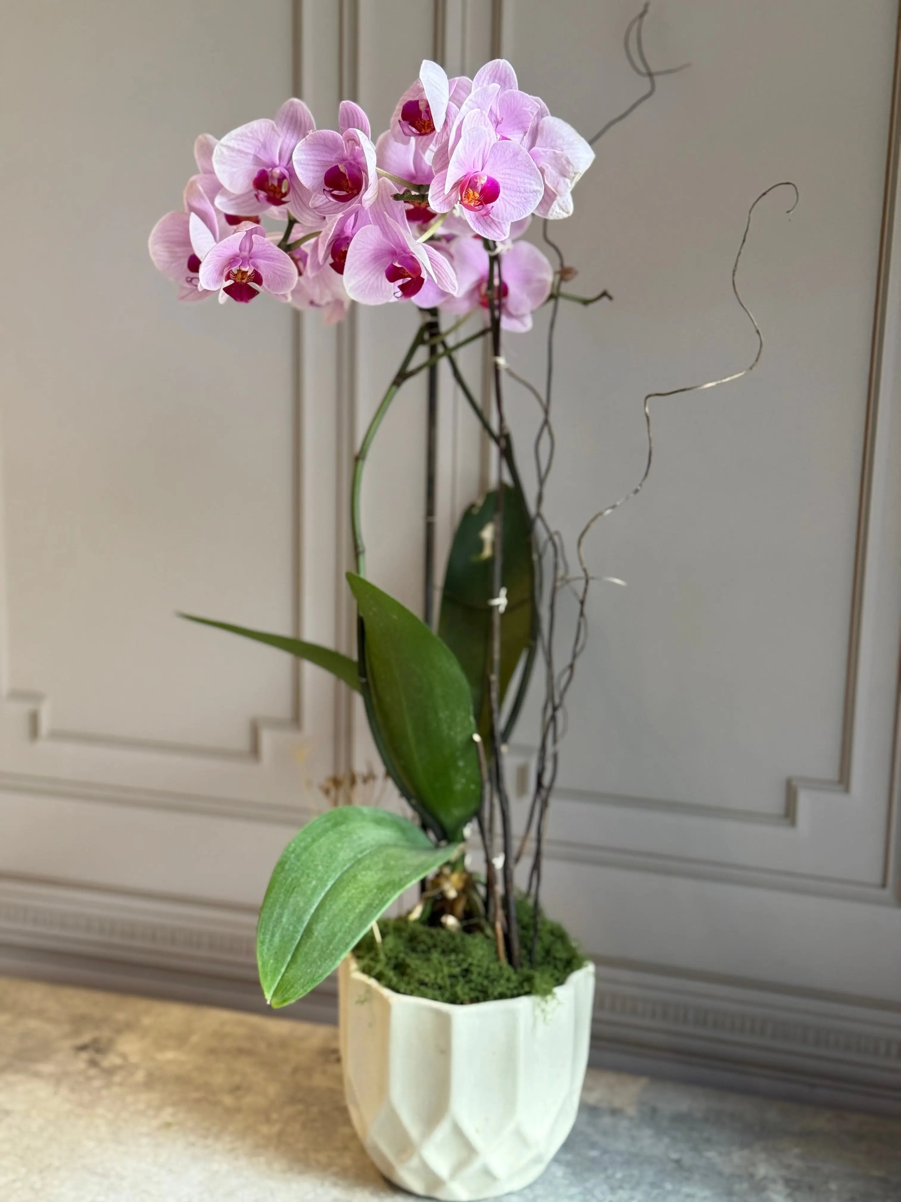 Phalaenopsis Pots - 2 stems 1magnolialane