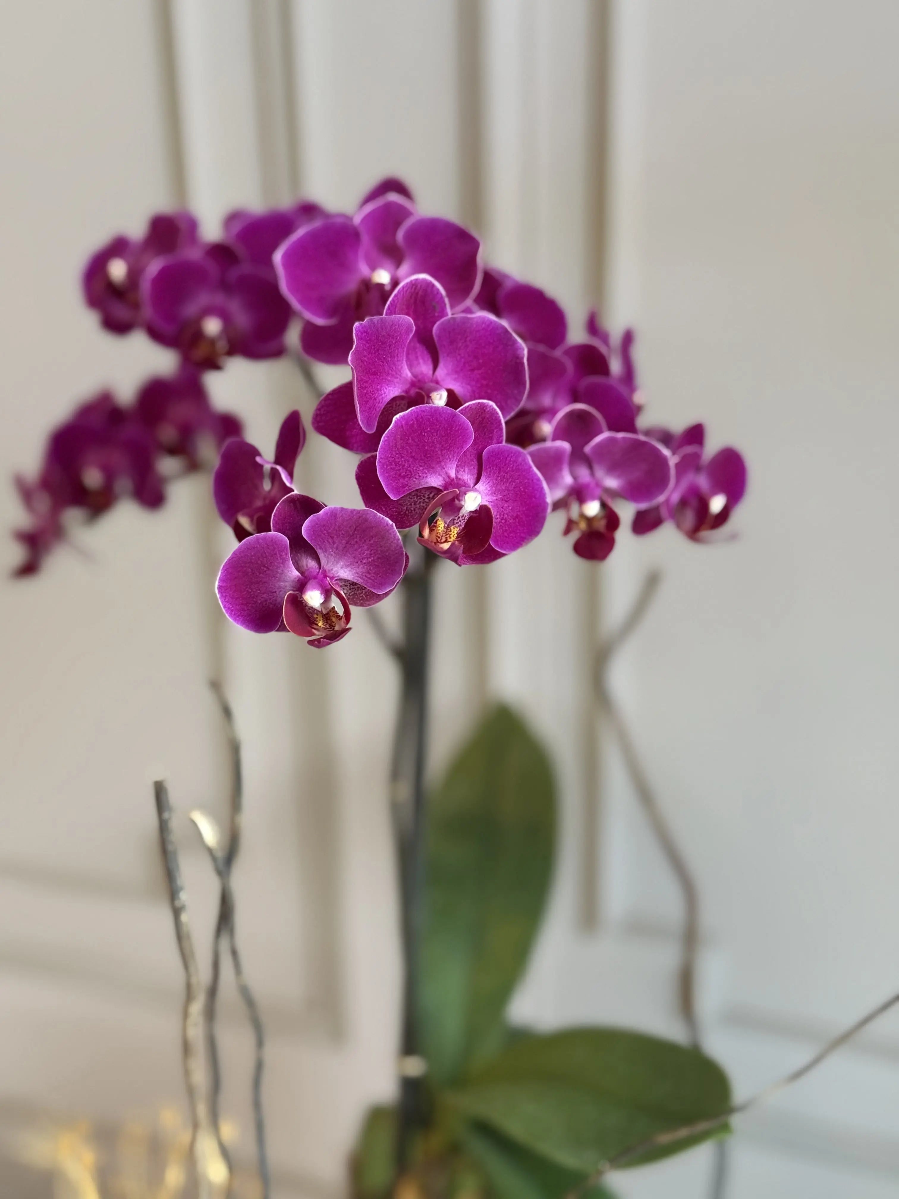 Phalaenopsis Pots - 1 Stem 1magnolialane