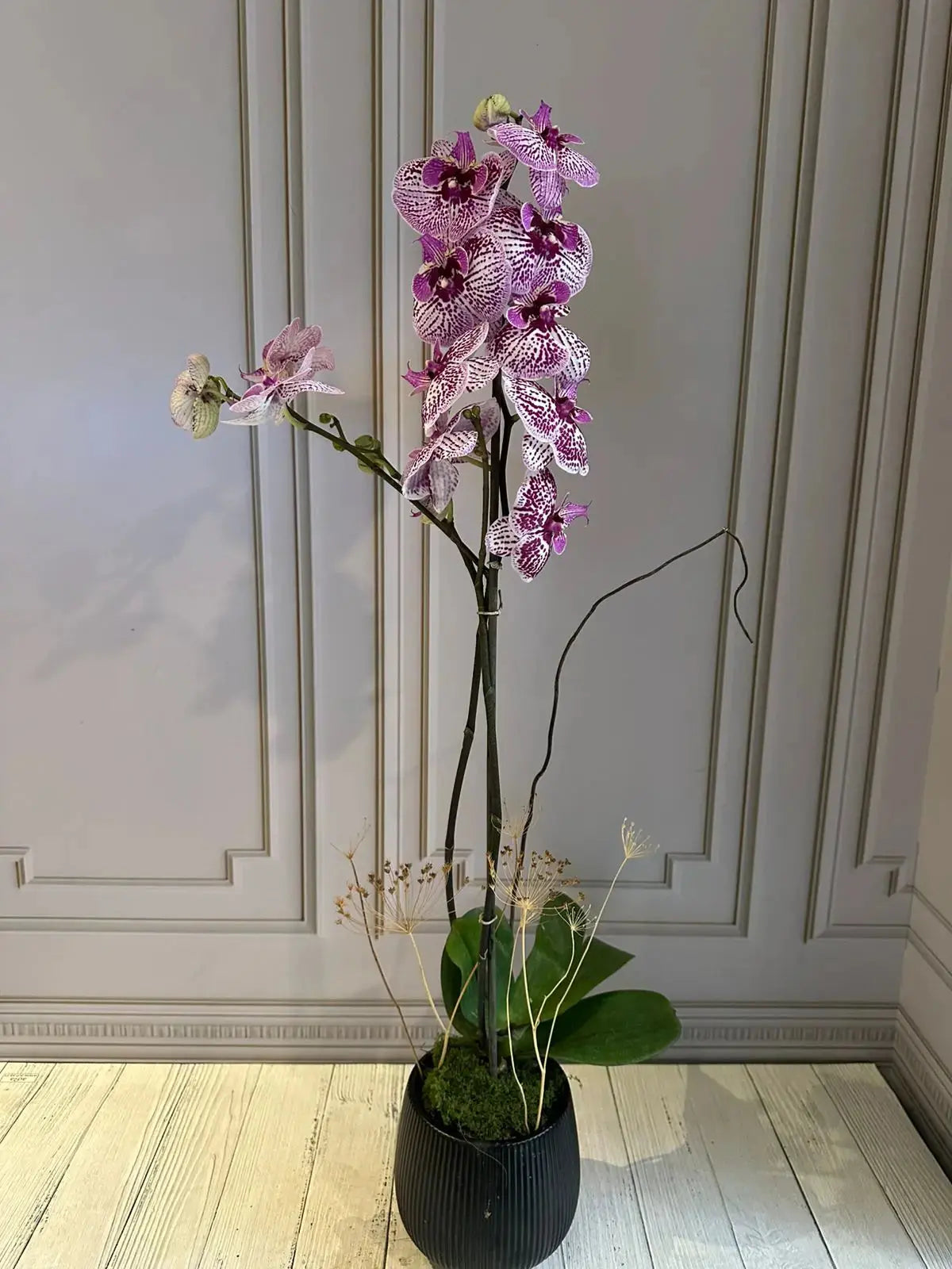 Phalaenopsis Plants (1 Stem) (Winter Love) 1magnolialane
