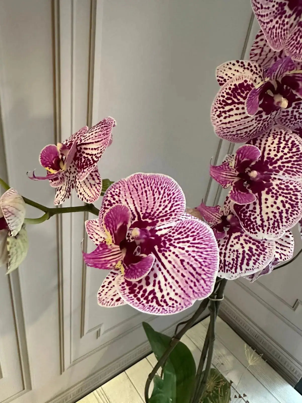 Phalaenopsis Plants (1 Stem) (Winter Love) 1magnolialane