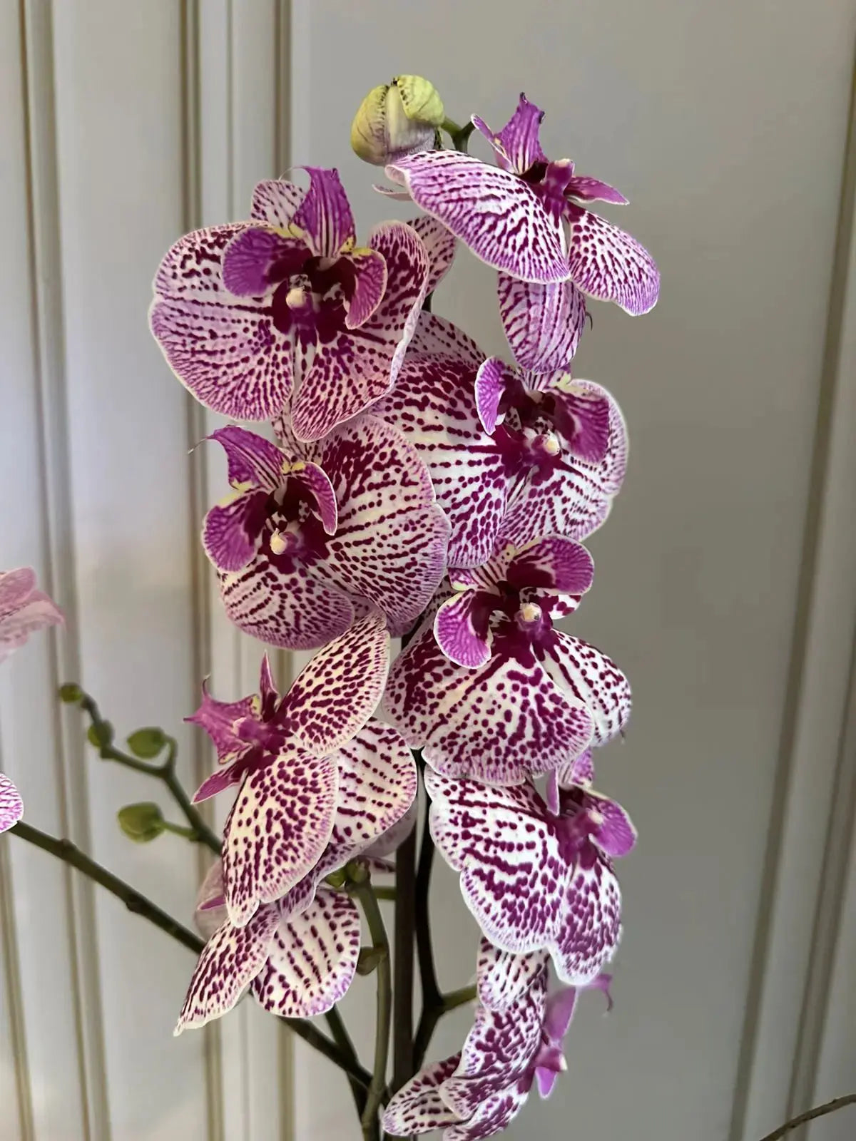 Phalaenopsis Plants (1 Stem) (Winter Love) 1magnolialane