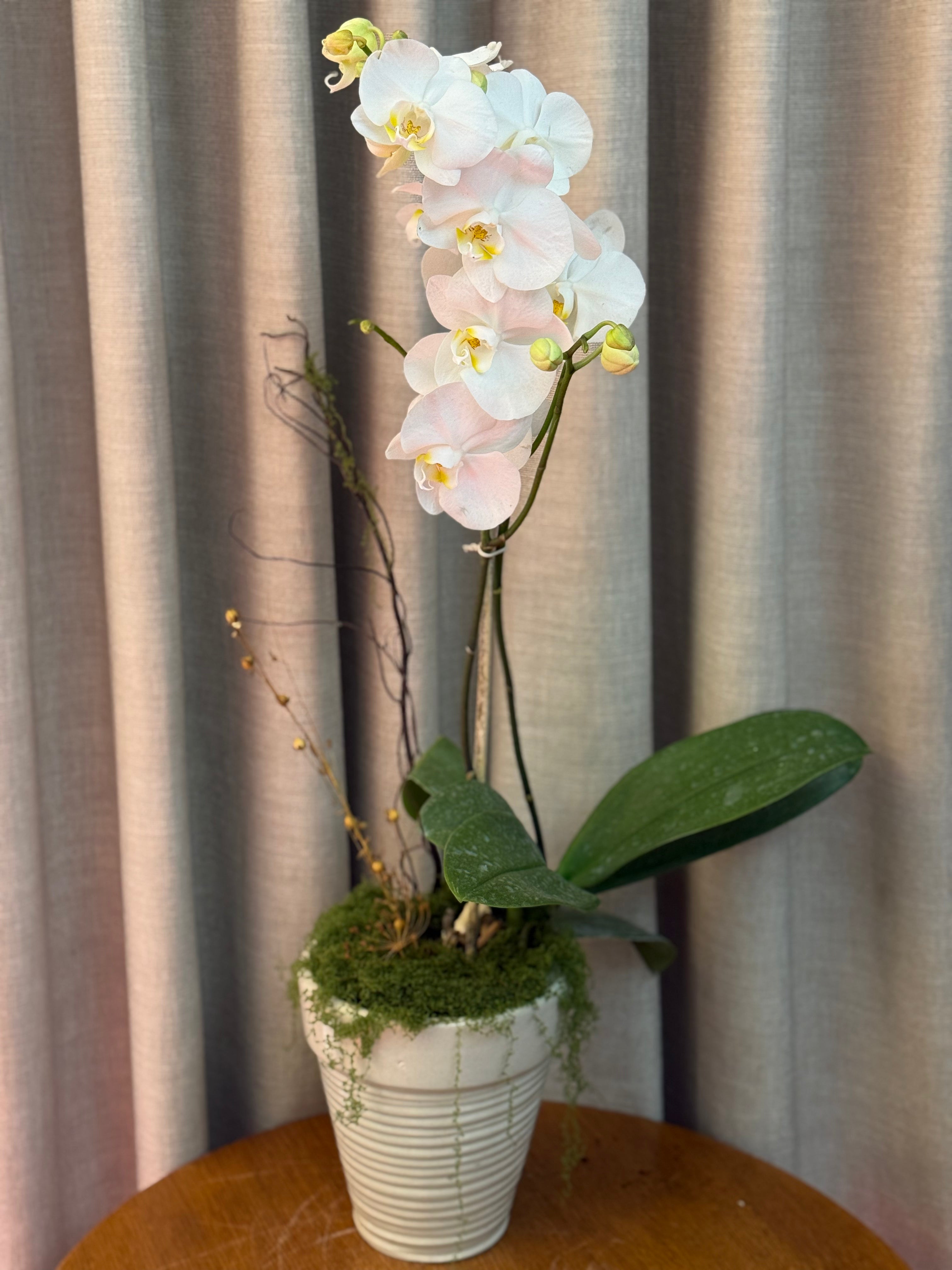 Phalaenopsis - Misty Snow 1magnolialane