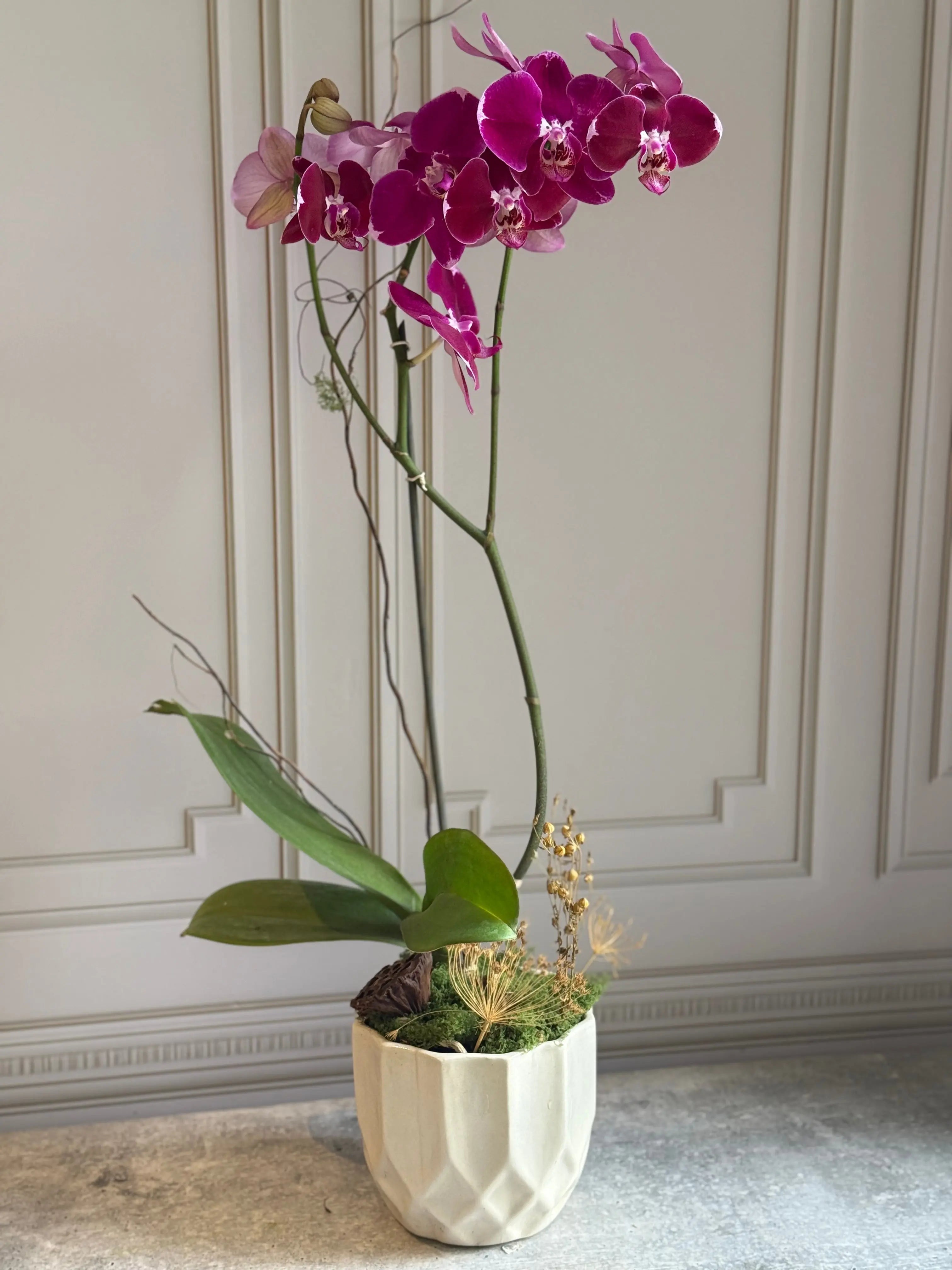 Phalaenopsis Pots - 1 Stem 1magnolialane