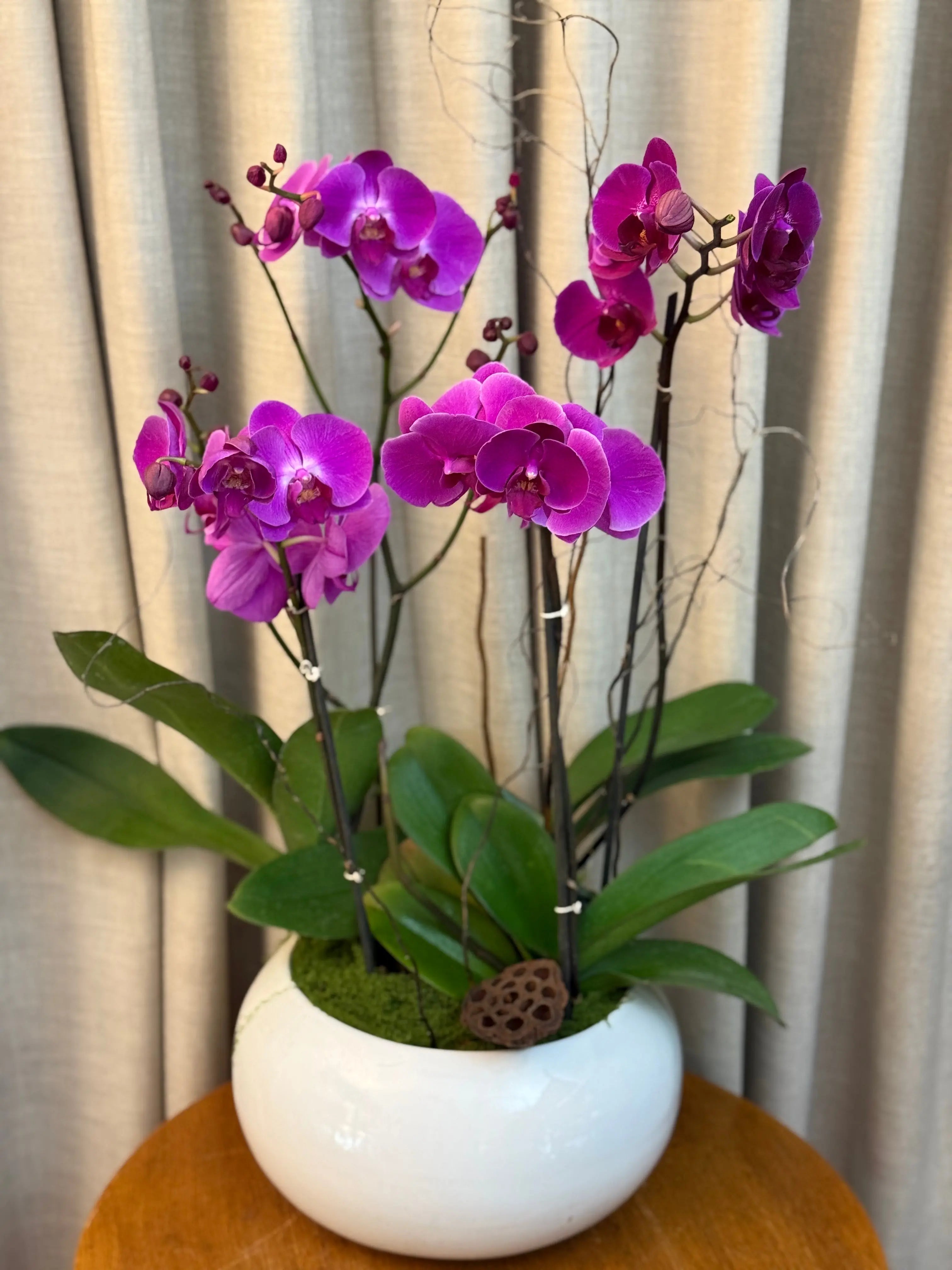 Phalaenopsis Pots - 4 stems Harper Seven 1magnolialane