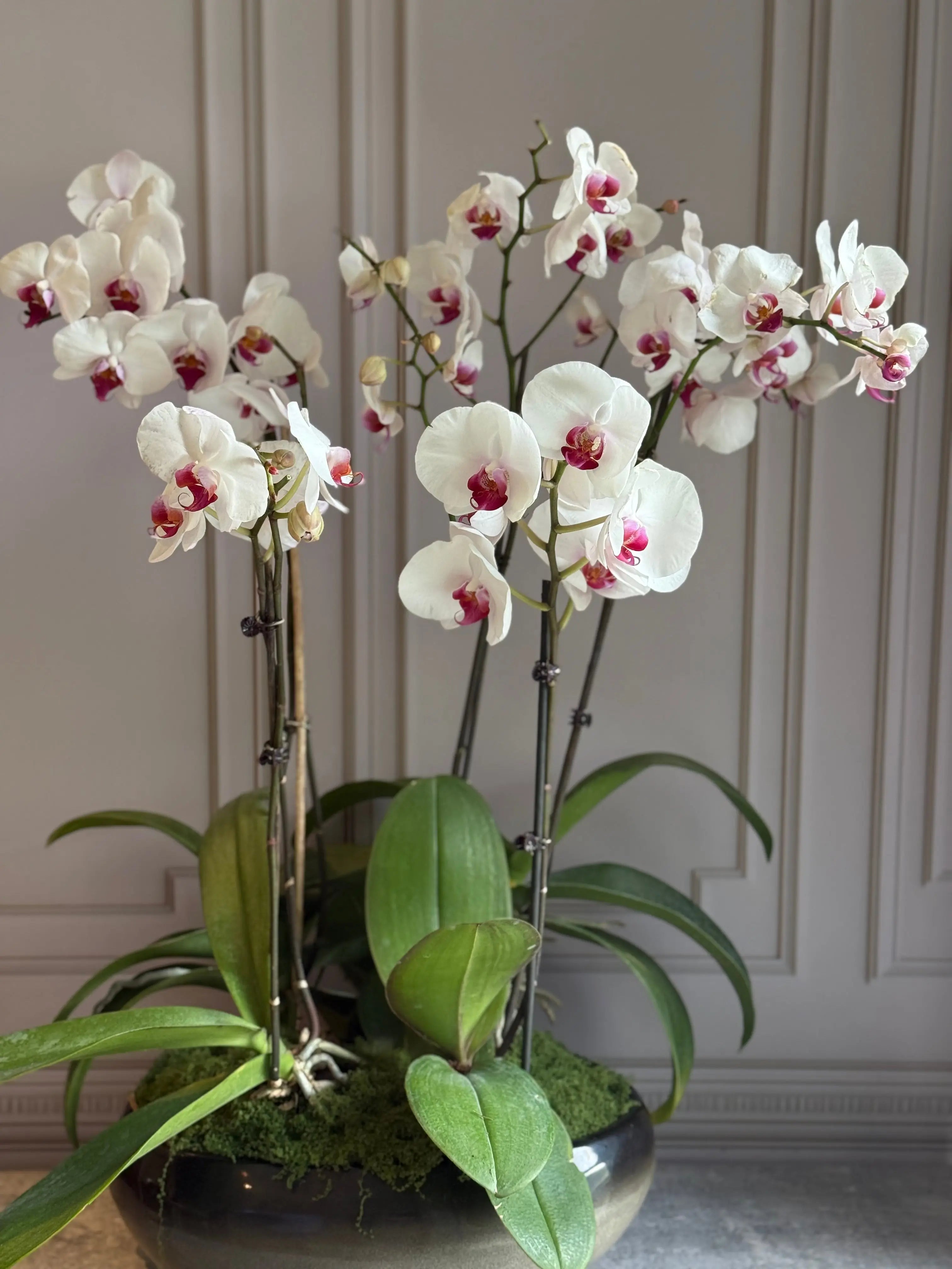 Phalaenopsis Pots - 5 stems 1magnolialane