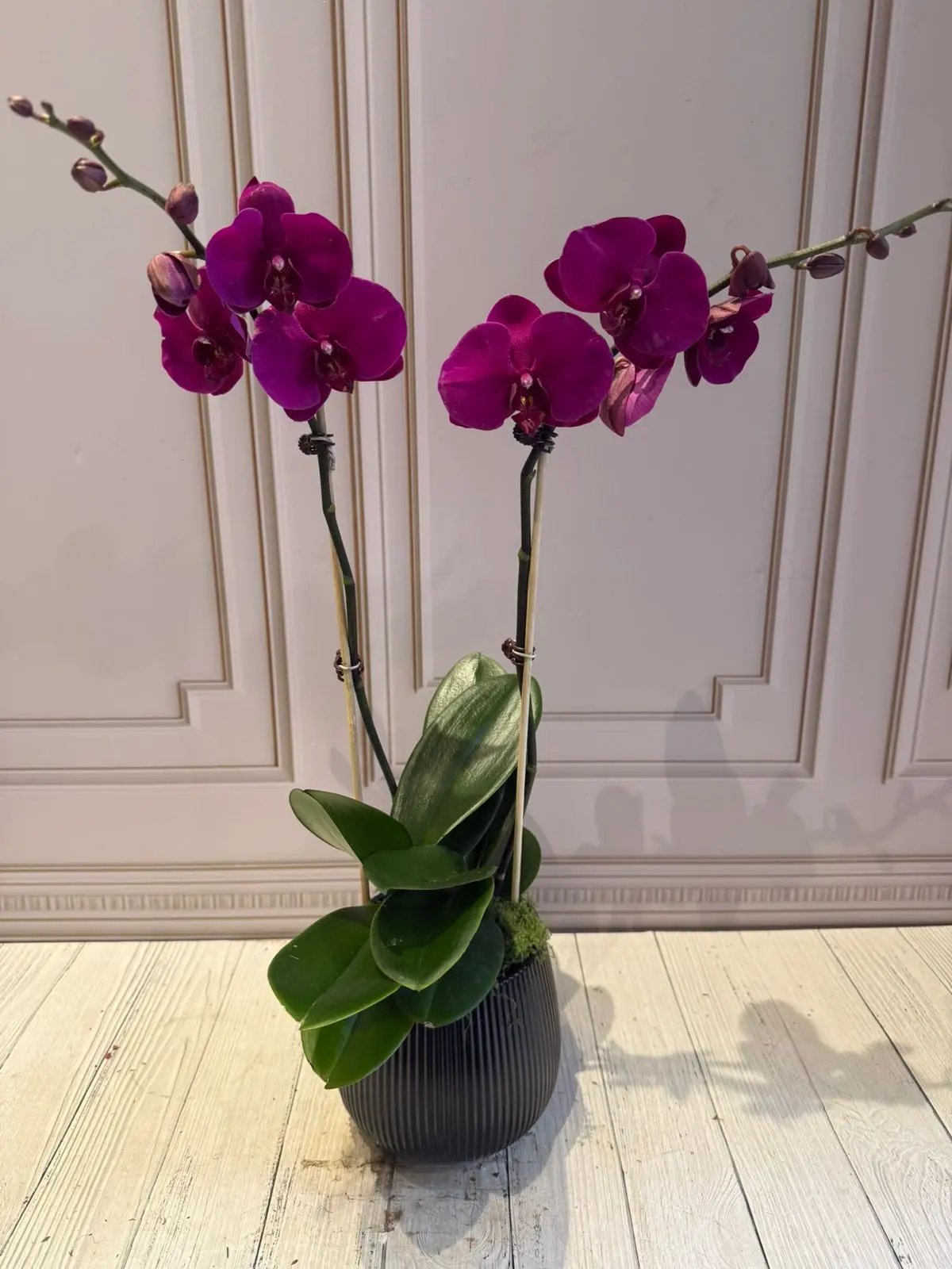 Phalaenopsis Pots - (2 stems) Dark Pink 1magnolialane
